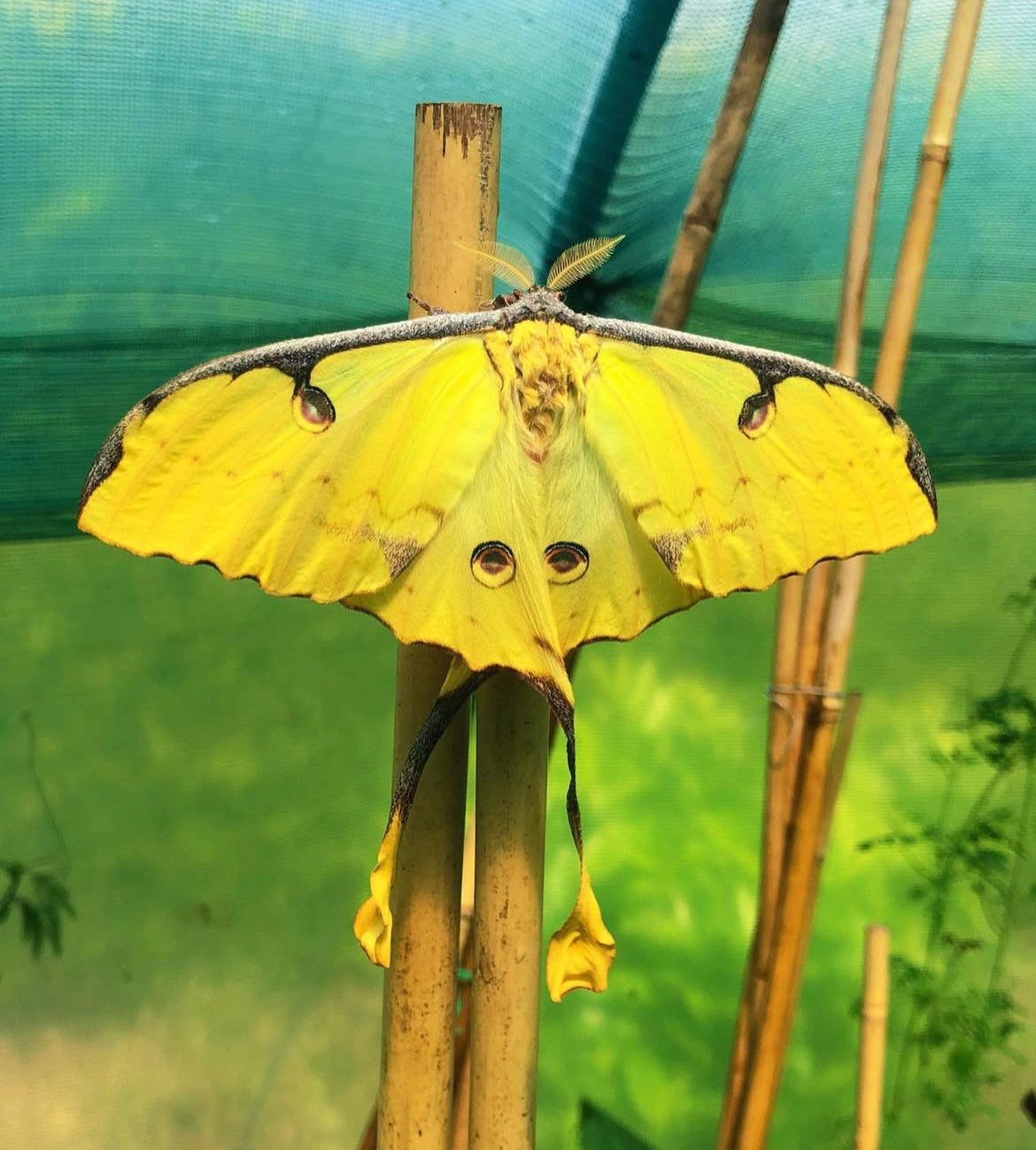 African Comet Moth COCOONS (Argema mimosae)