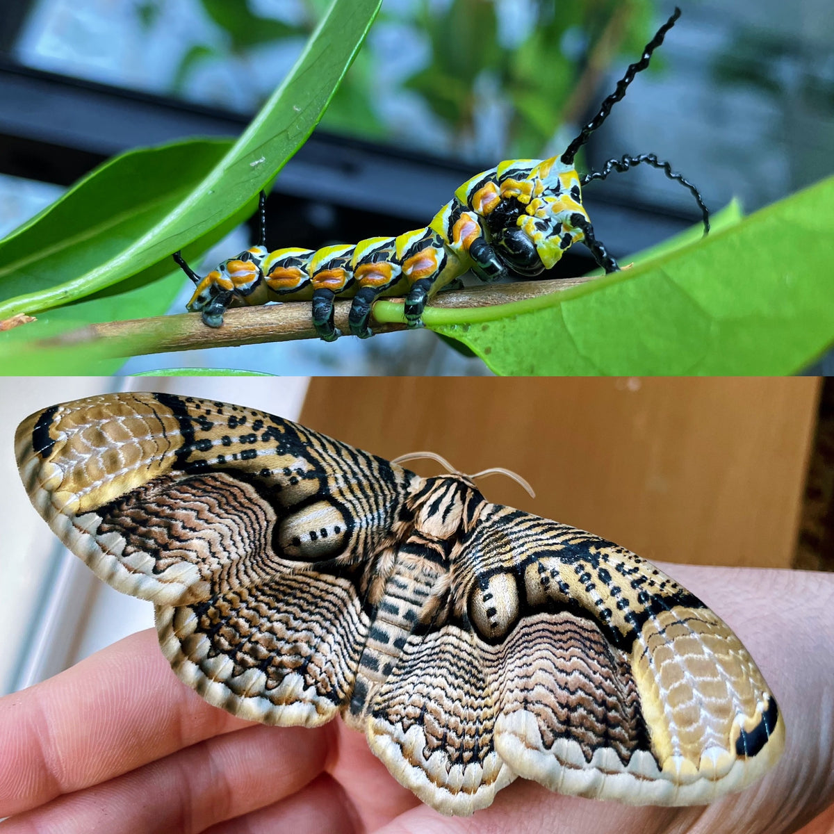 Chinese Owl Moth PUPAE (Brahmaea hearseyi)