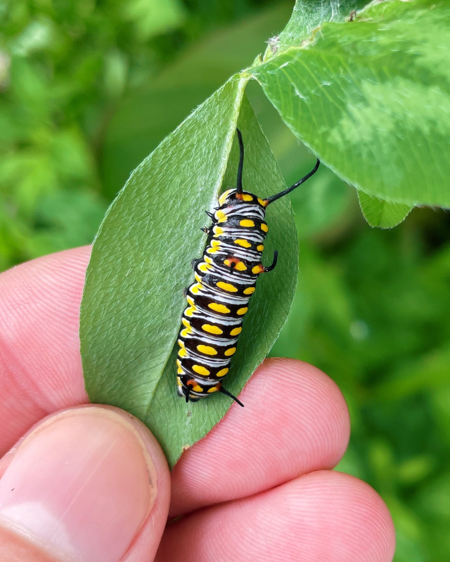 Plain Tiger Butterfly (Danaus chrysippus) CATERPILLARS