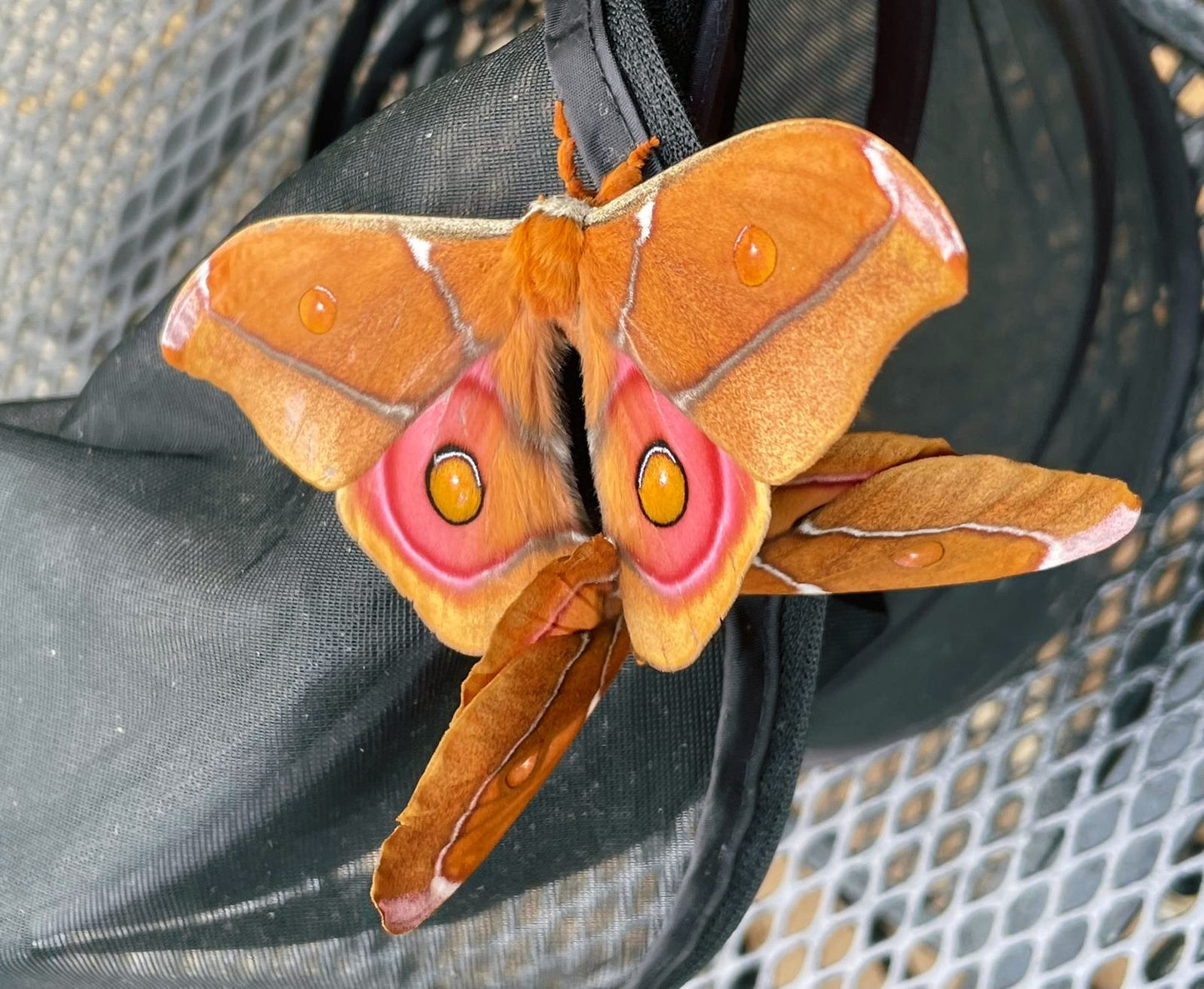 Madagascan Bullseye Moth (Antherina suraka) CATERPILLARS