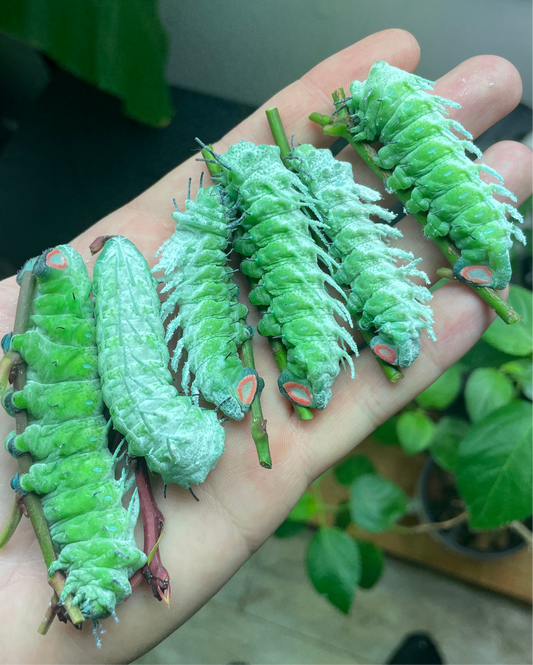 Giant Atlas Moth EGGS (Attacus atlas)