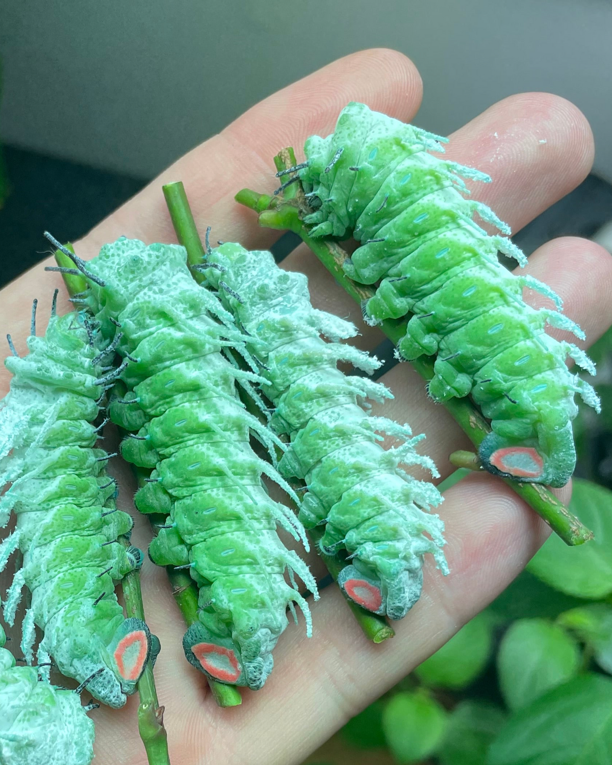 Giant Atlas Moth EGGS (Attacus atlas)