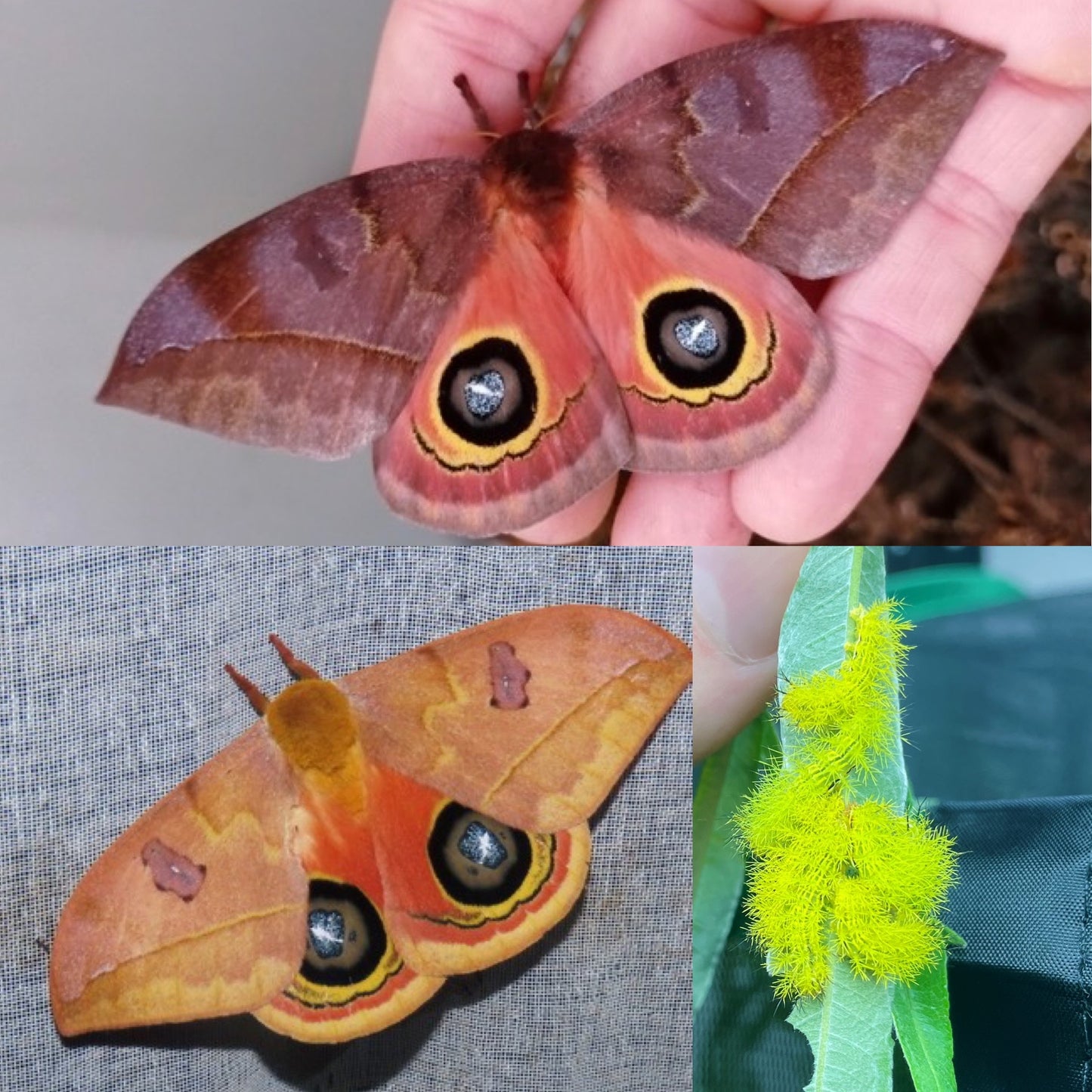 Bullseye Silk-Moth COCOONS (Automeris excreta)