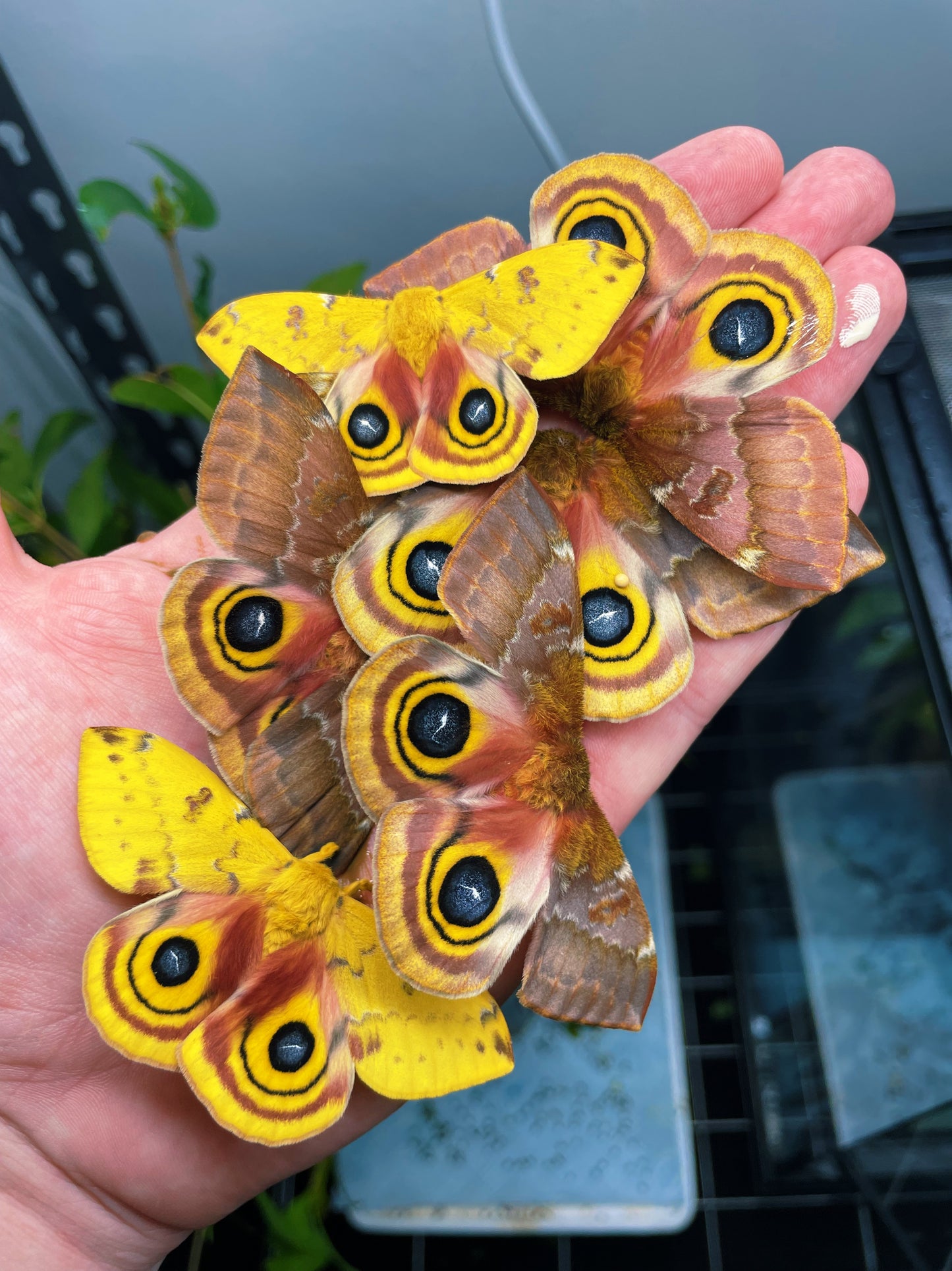 Bullseye Silk-Moth (Automeris io) | EGGS