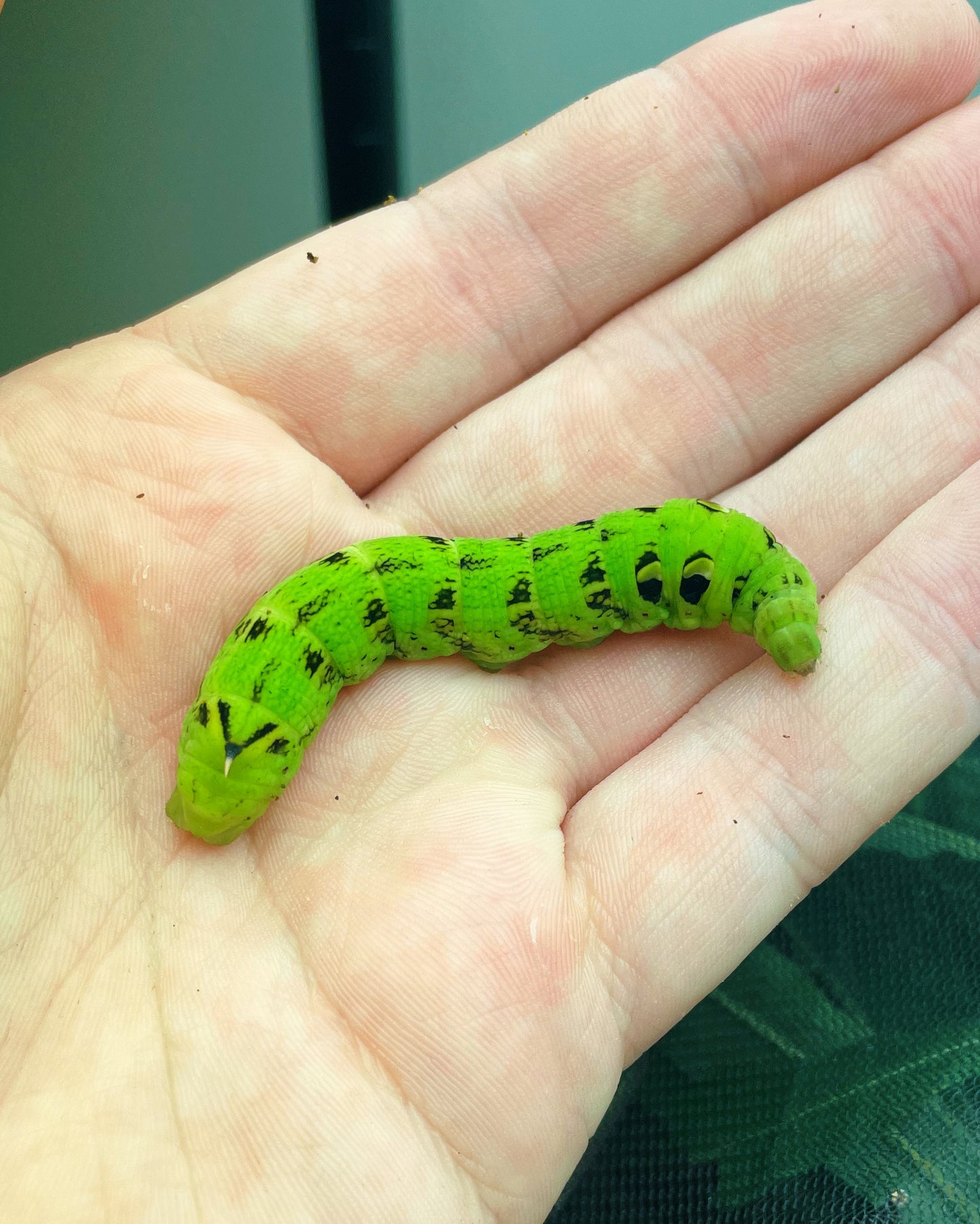 Elephant Hawk-Moth (Deilephila elpenor) EGGS