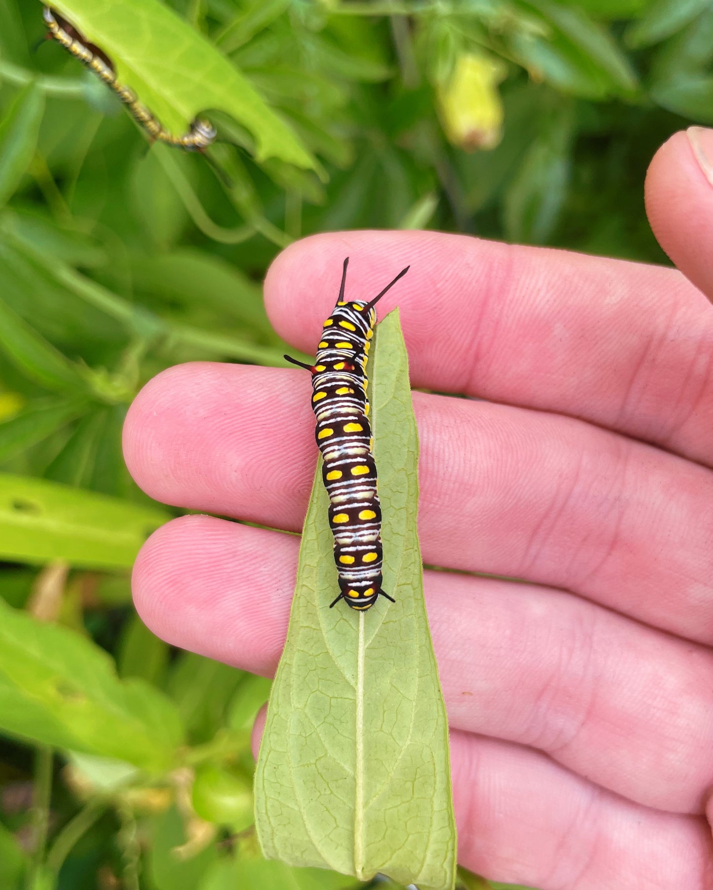 Plain Tiger Butterfly (Danaus chrysippus) CATERPILLARS