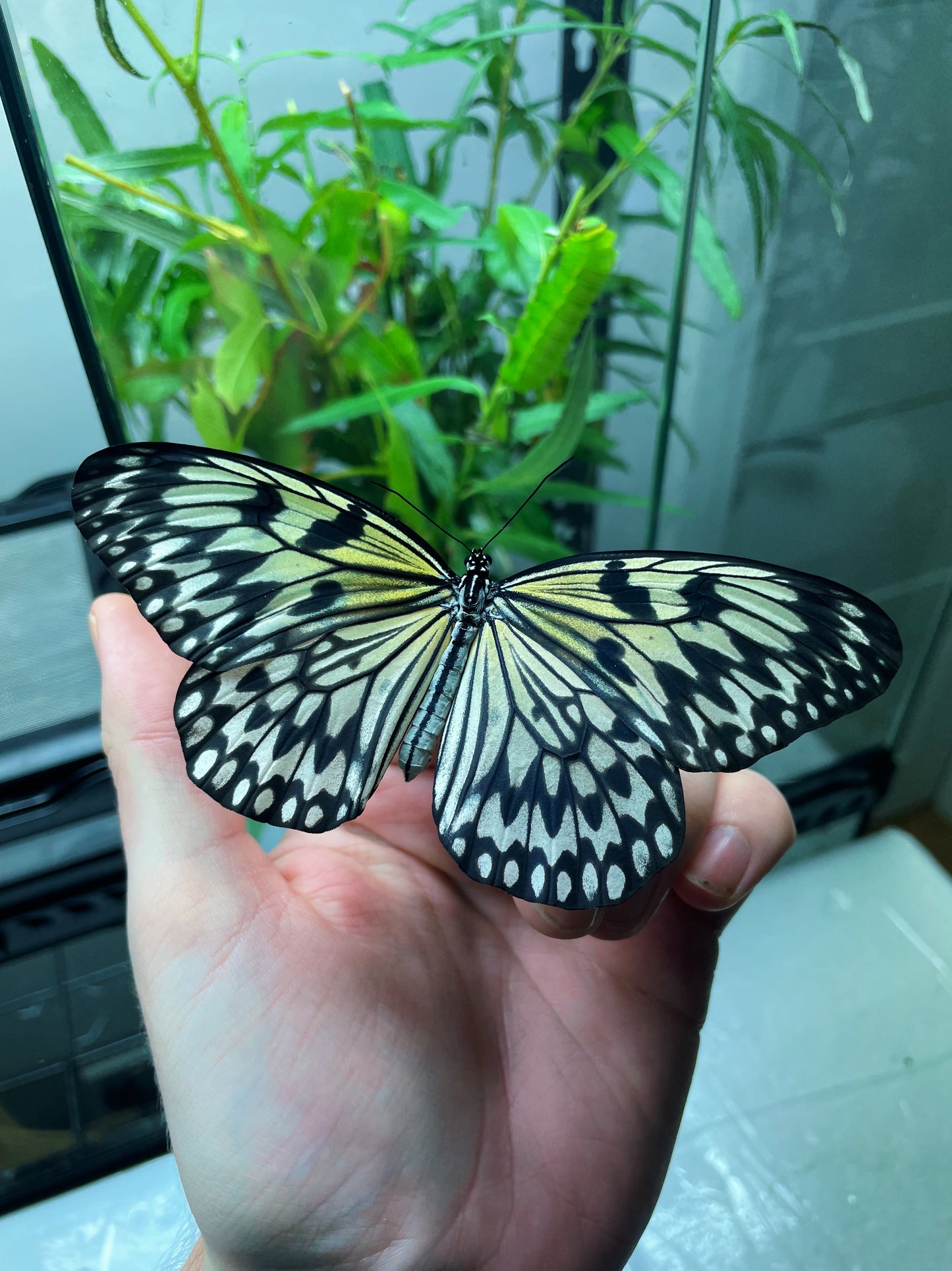 Large Tree Nymph PUPAE (Idea leuconoe)
