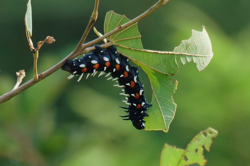 Cabbage Tree Emperor EGGS (Bunaea alcinoe)
