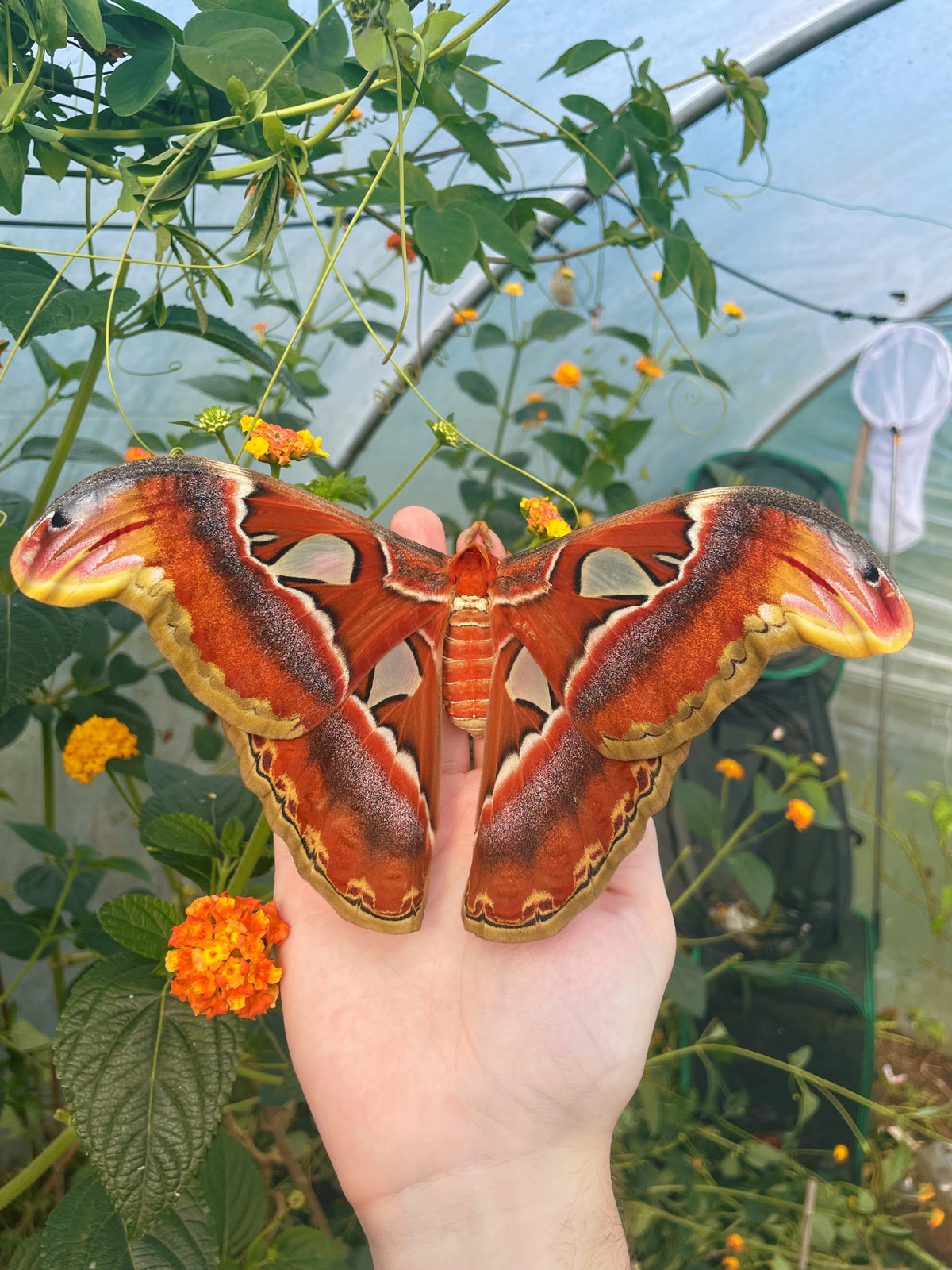 Giant Atlas Moth EGGS (Attacus atlas)