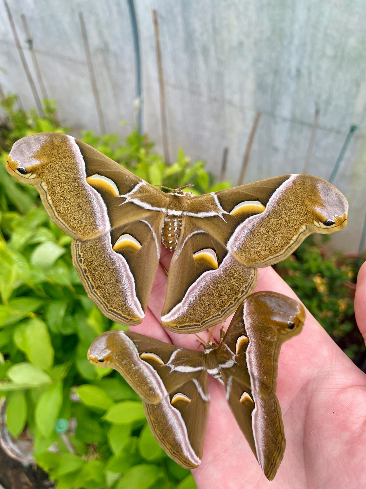 Ailanthus Silk-Moth EGGS (Samia cynthia)