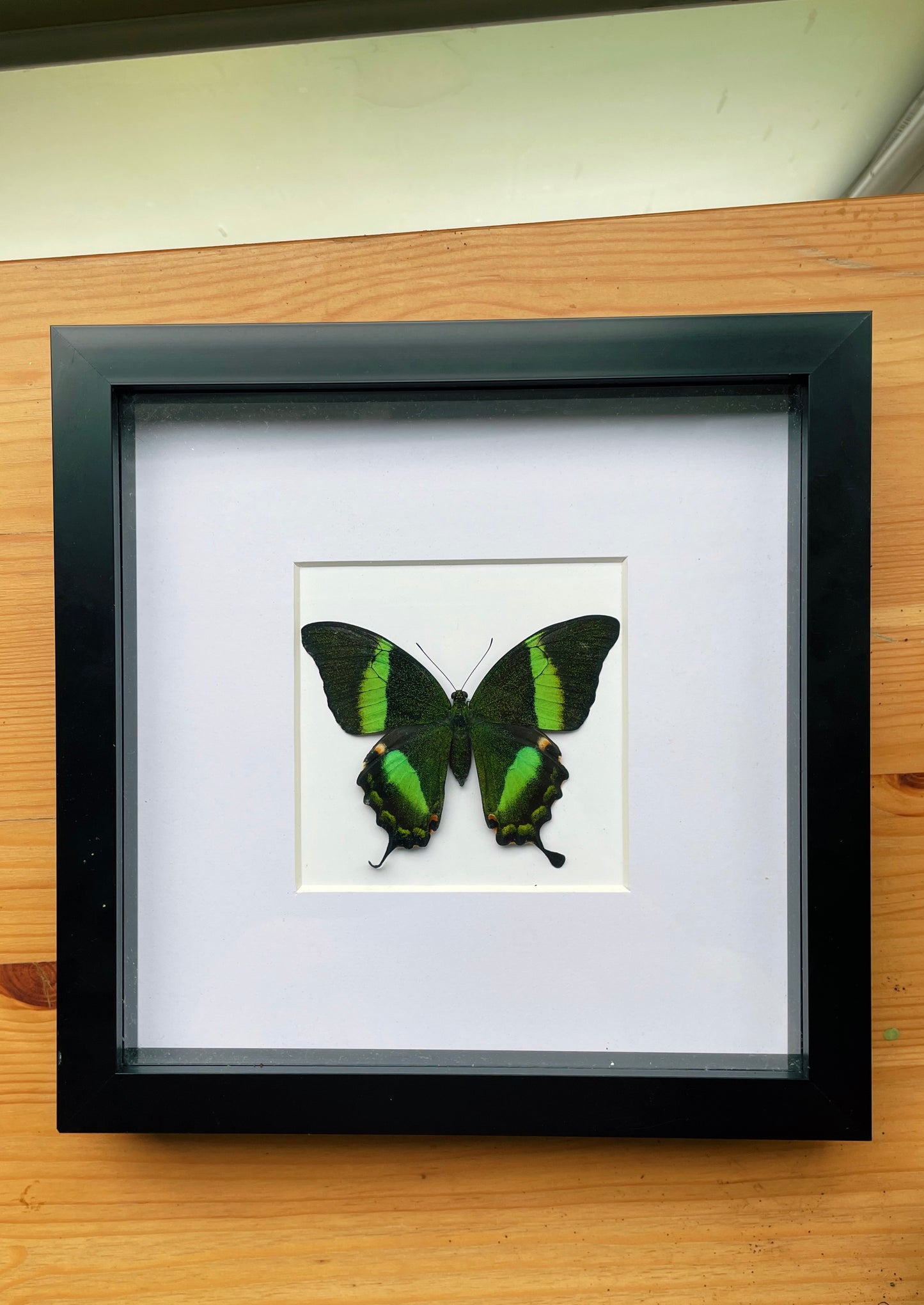 Emerald Swallowtail in Box Frame