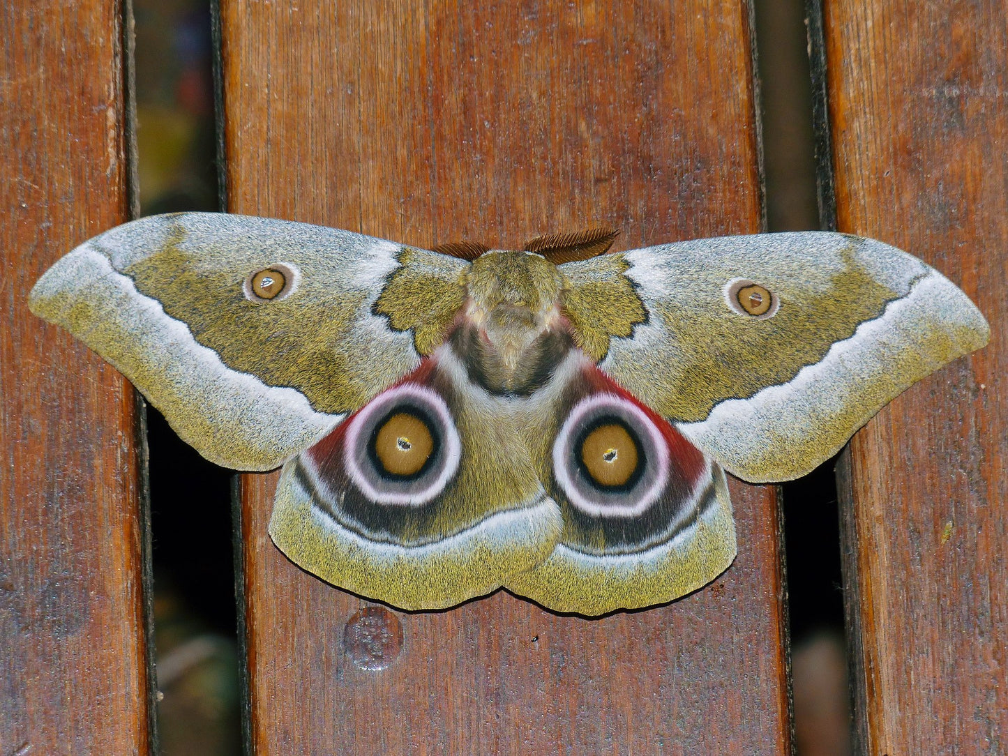 Zambezi River Emperor EGGS (Gonimbrasia zambesina)