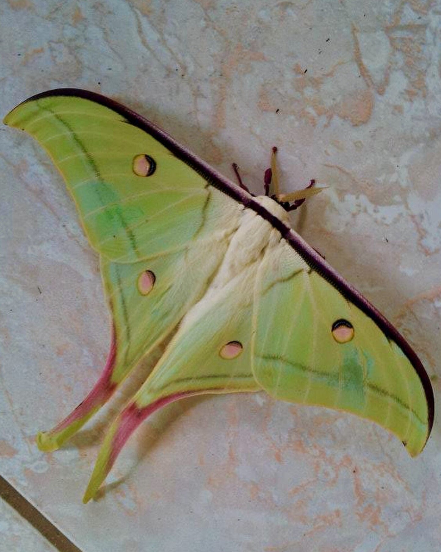 Indian Moon Moth EGGS (Actias selene)