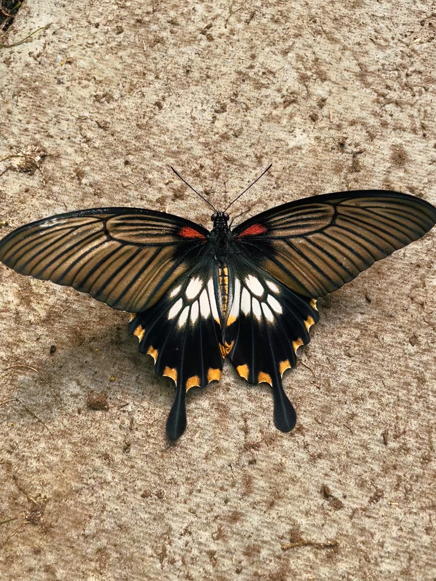 Assorted Swallowtail Butterfly (Papilio) PUPAE