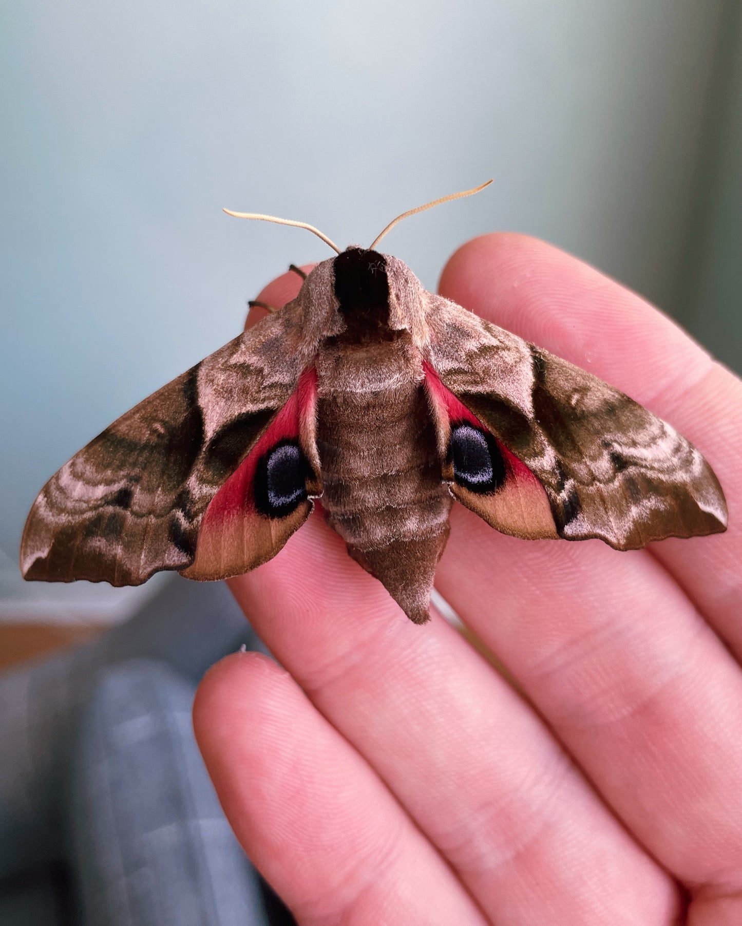 Eyed Hawk-Moth (Smerinthus ocellata) EGGS