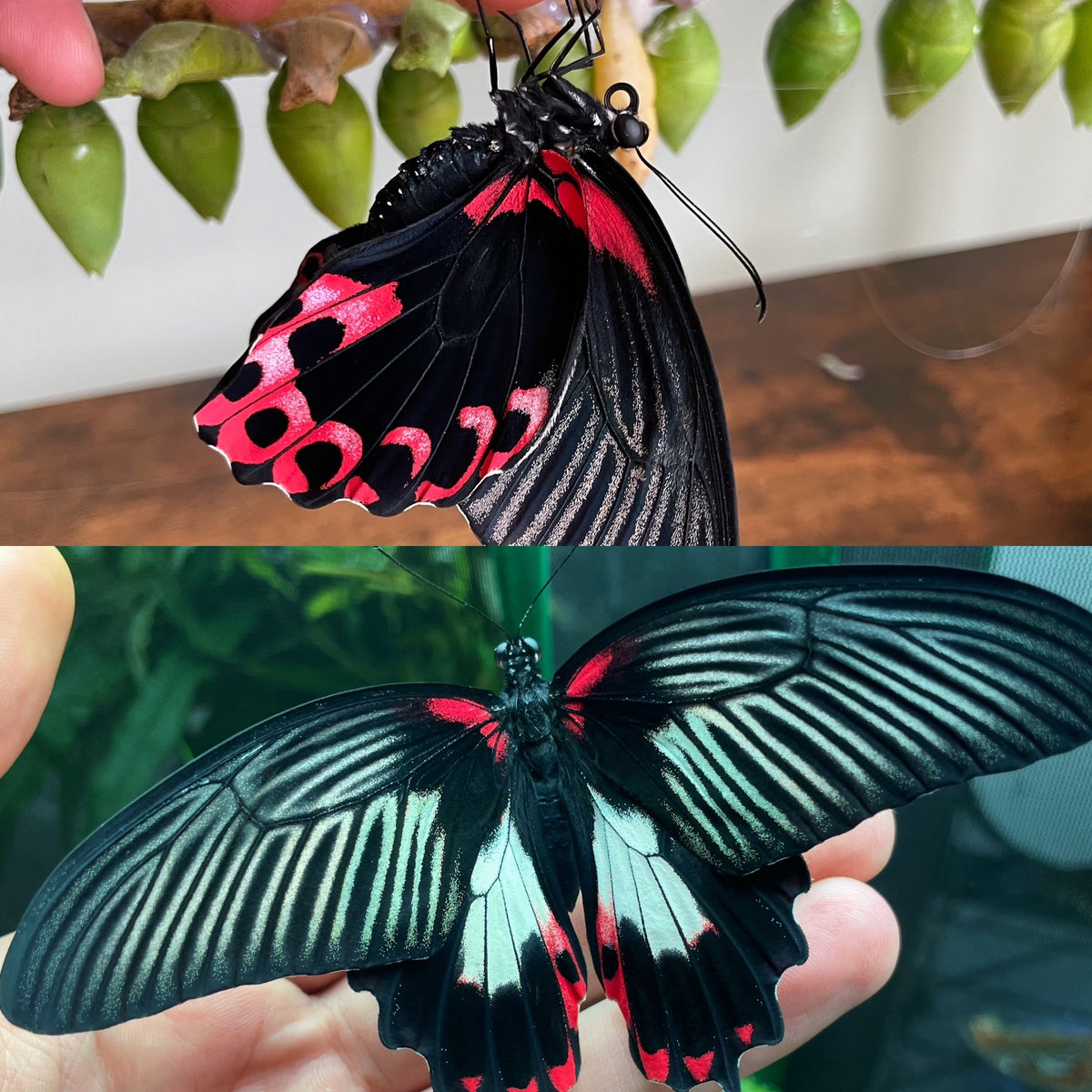 Scarlet Mormon PUPAE (Papilio rumanzovia)