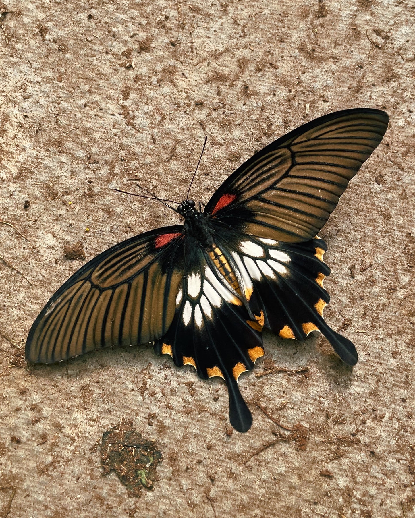 Assorted Swallowtail Butterfly (Papilio) PUPAE