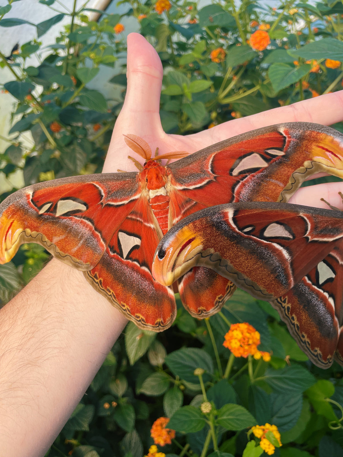 Giant Atlas Moth EGGS (Attacus atlas)