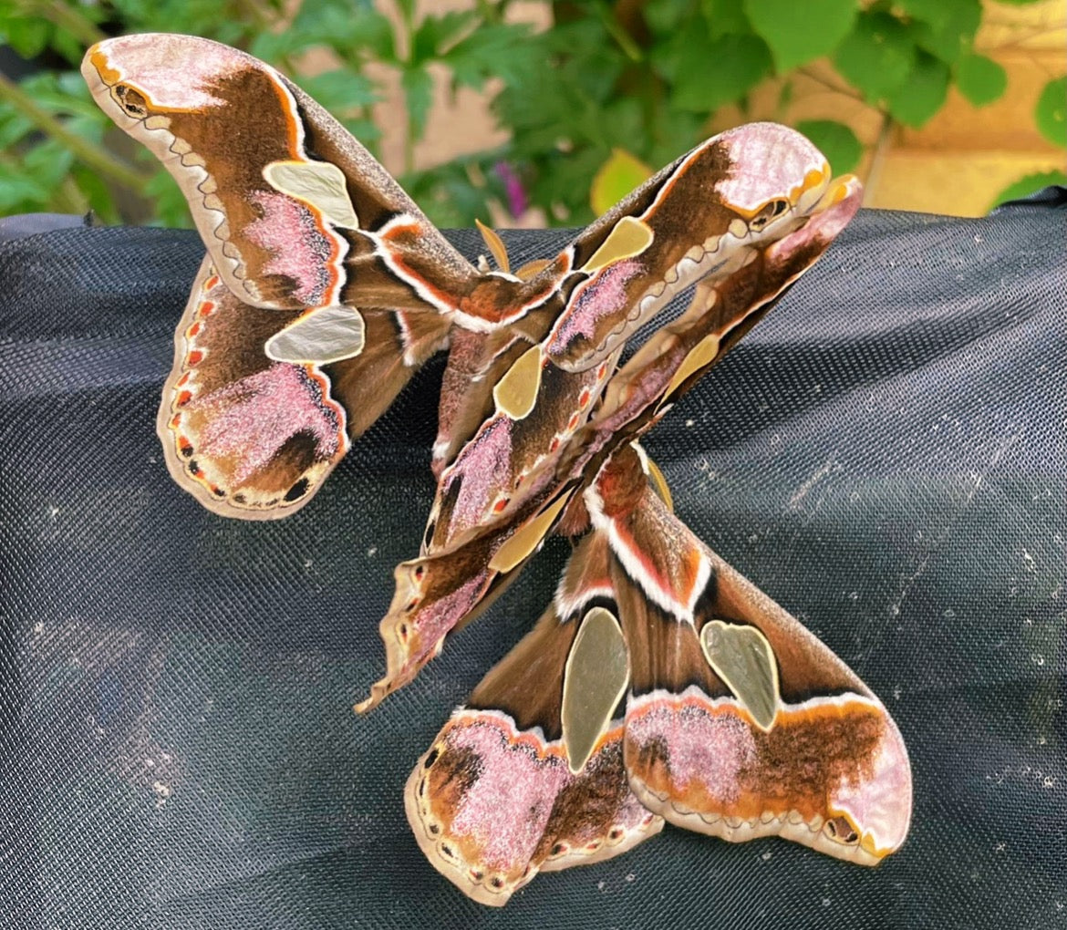 Lebeau's Silk-Moth EGGS (Rothschildia lebeau)