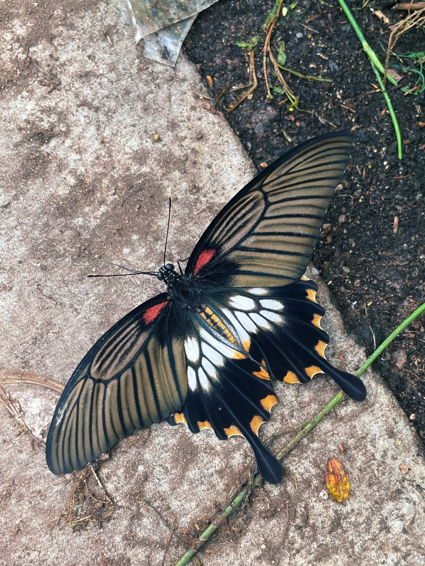 Assorted Swallowtail Butterfly (Papilio) PUPAE