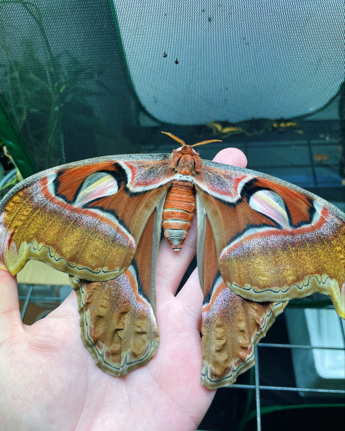 Philippine Atlas Moth EGGS (Attacus lorquinii)