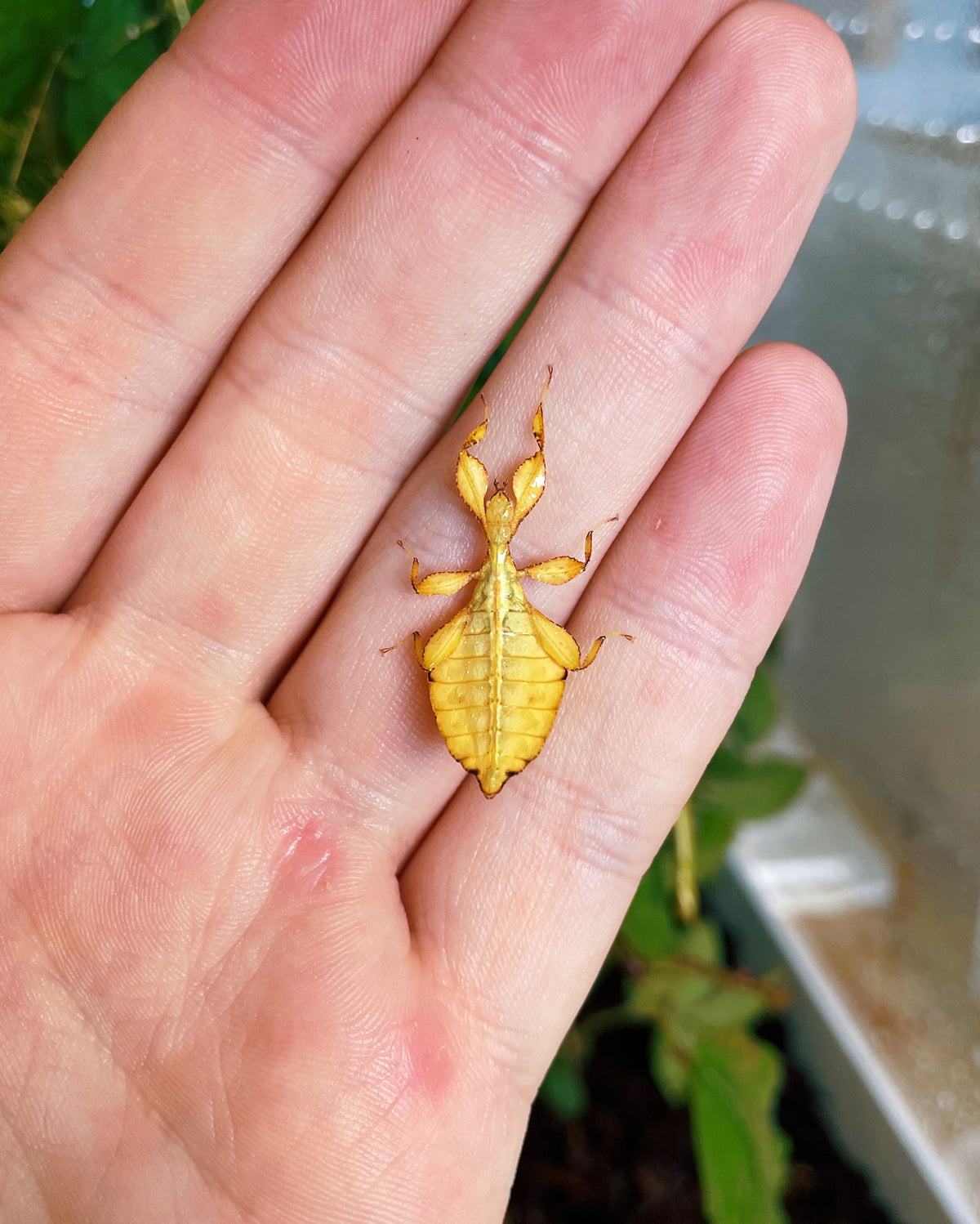 Yellow Leaf Insect NYMPHS (Phyllium philippinicum)