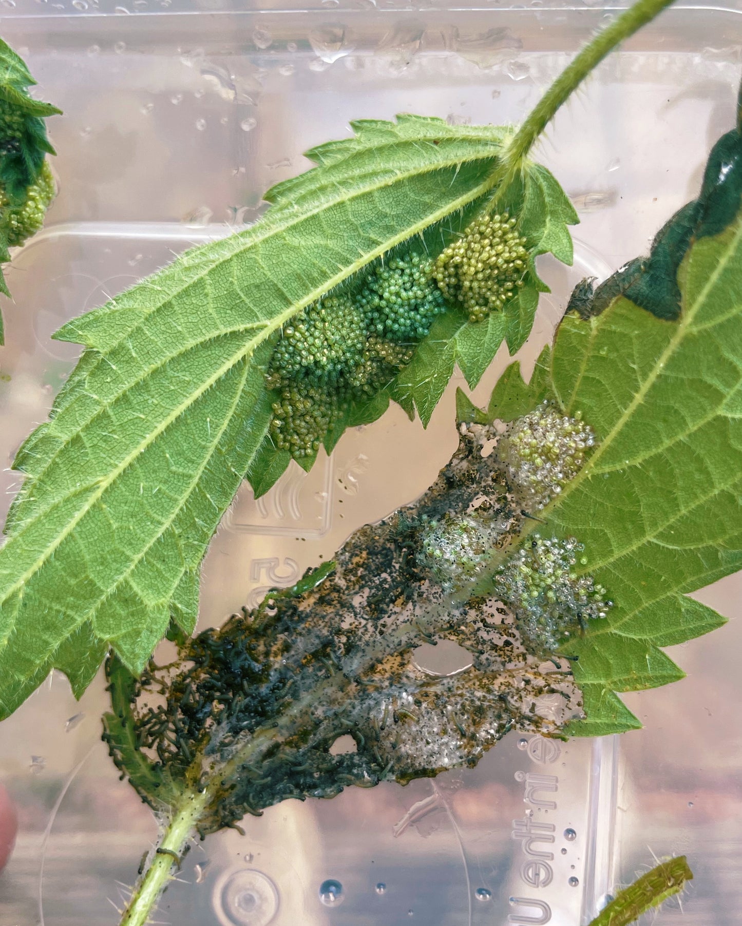 Peacock Butterfly (Aglais io) PUPAE