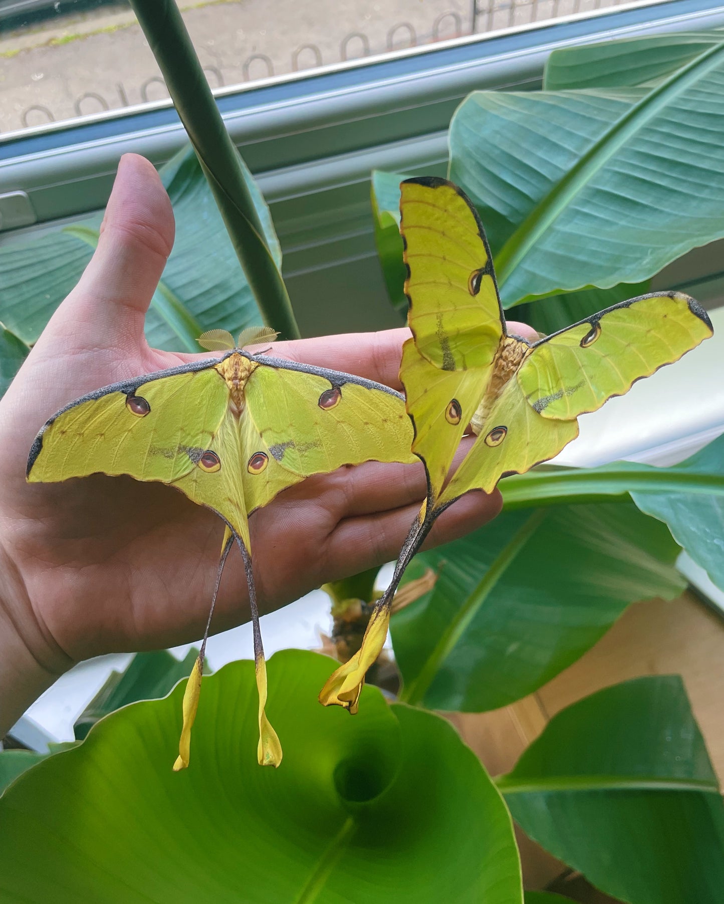 African Comet Moth COCOONS (Argema mimosae)