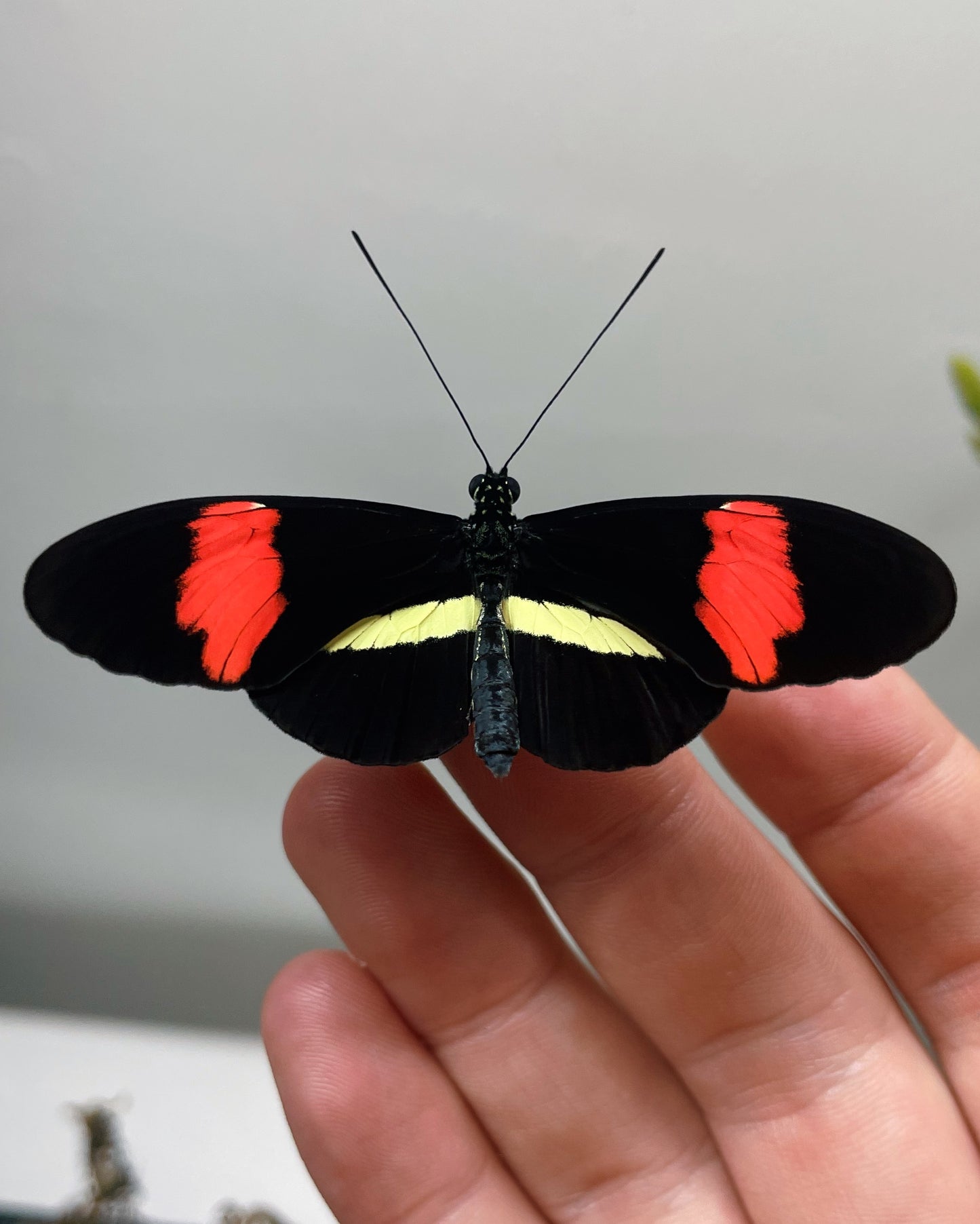 Longwing Butterfly Mix (Heliconius) | Assorted EGGS