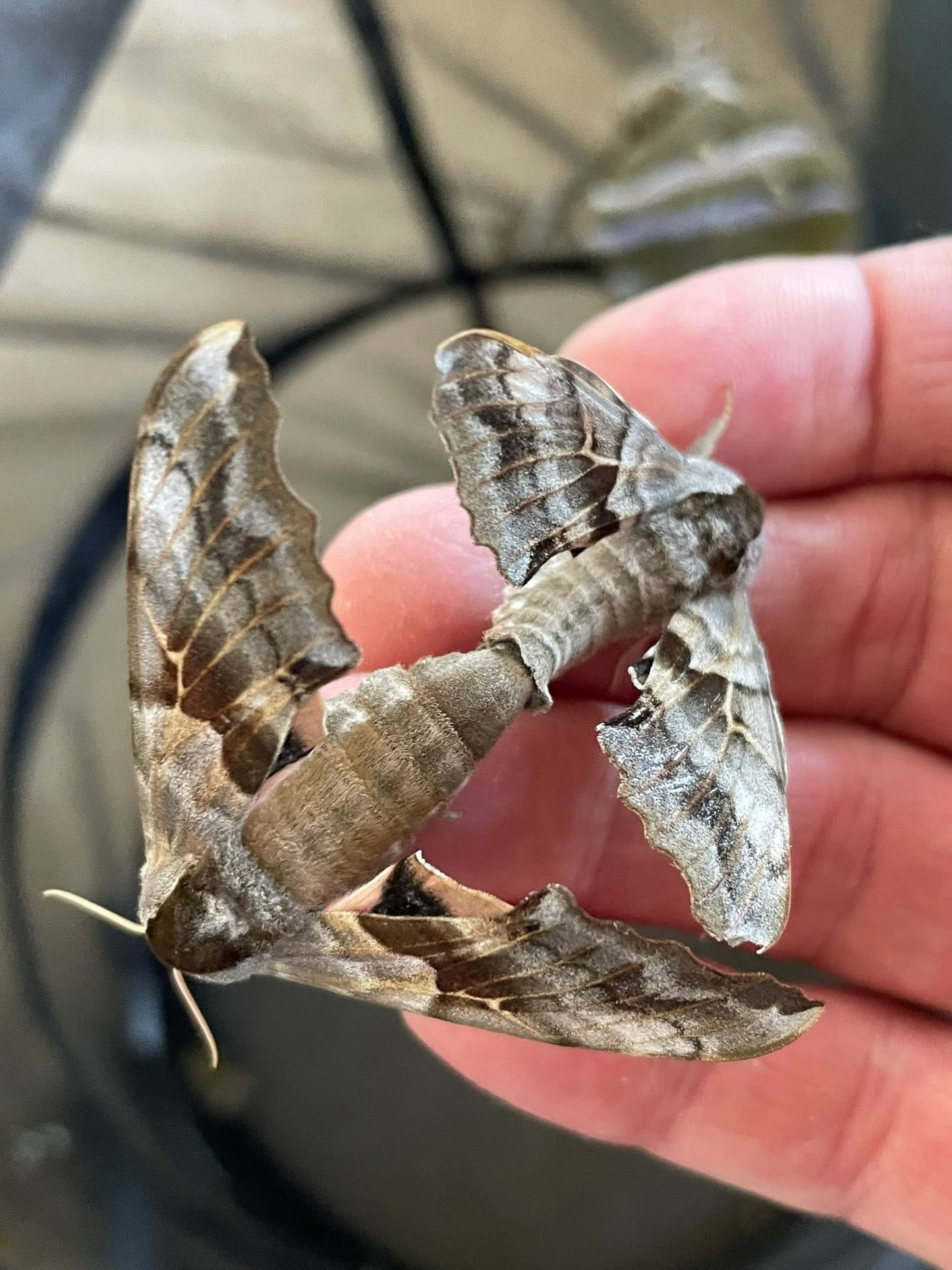 One-Eyed Sphinx Moth (Smerinthus cerisyi) | EGGS