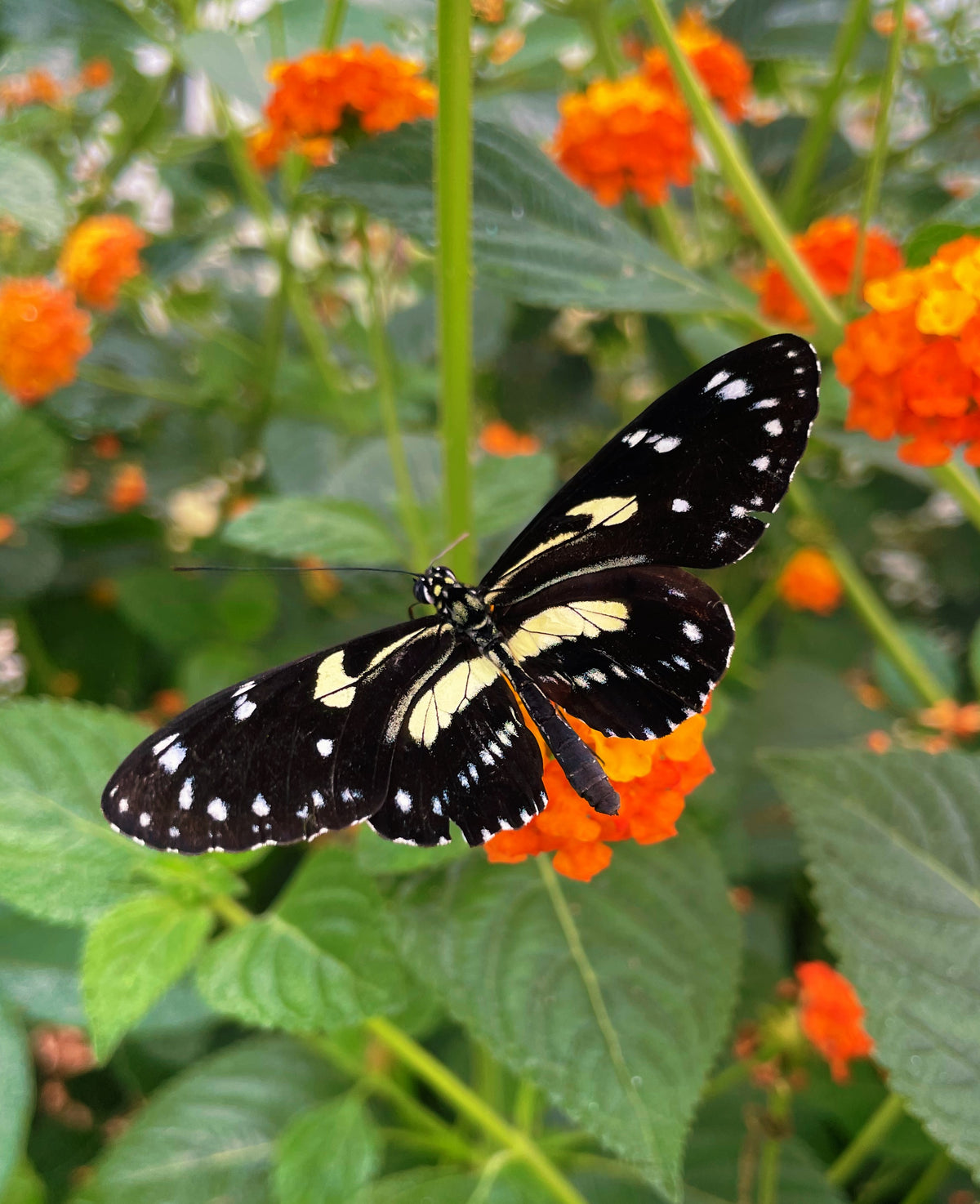 Atthis Longwing PUPAE (Heliconius atthis)
