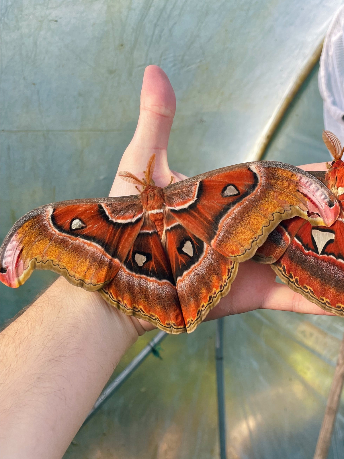 Philippine Atlas Moth EGGS (Attacus lorquinii)