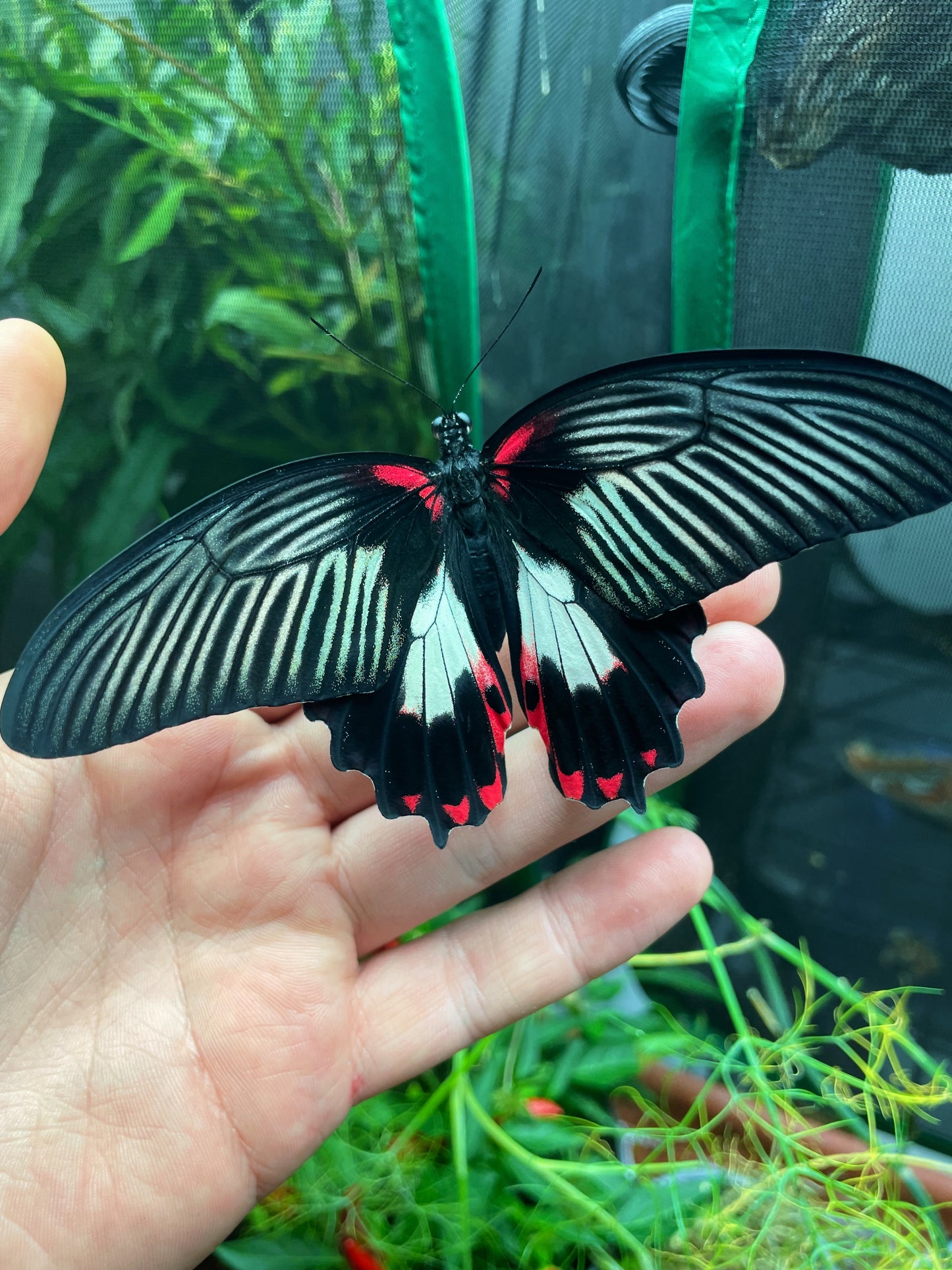 Scarlet Mormon Swallowtail PUPAE (Papilio rumanzovia)
