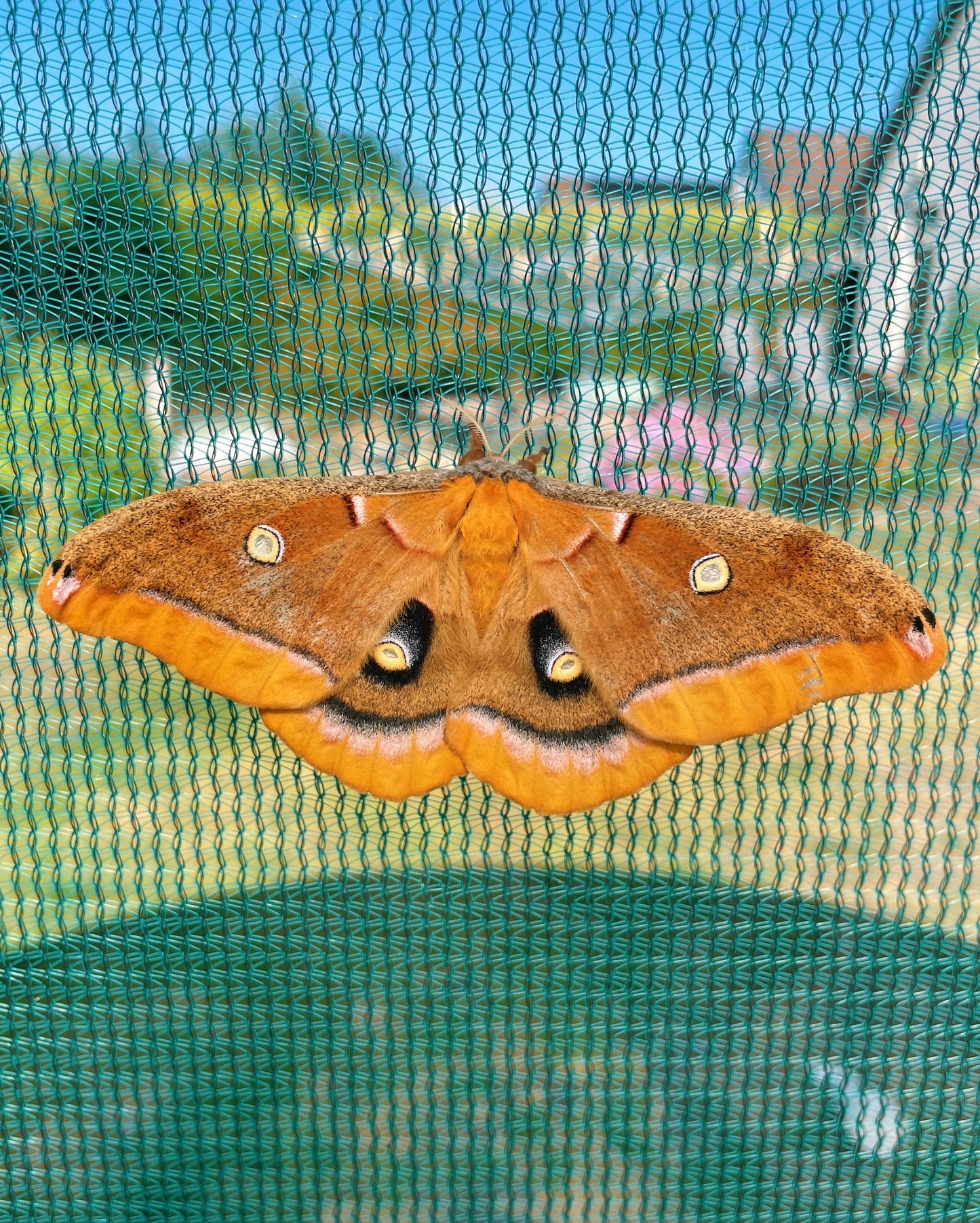 Polyphemus Silk-Moth EGGS (Antheraea polyphemus)