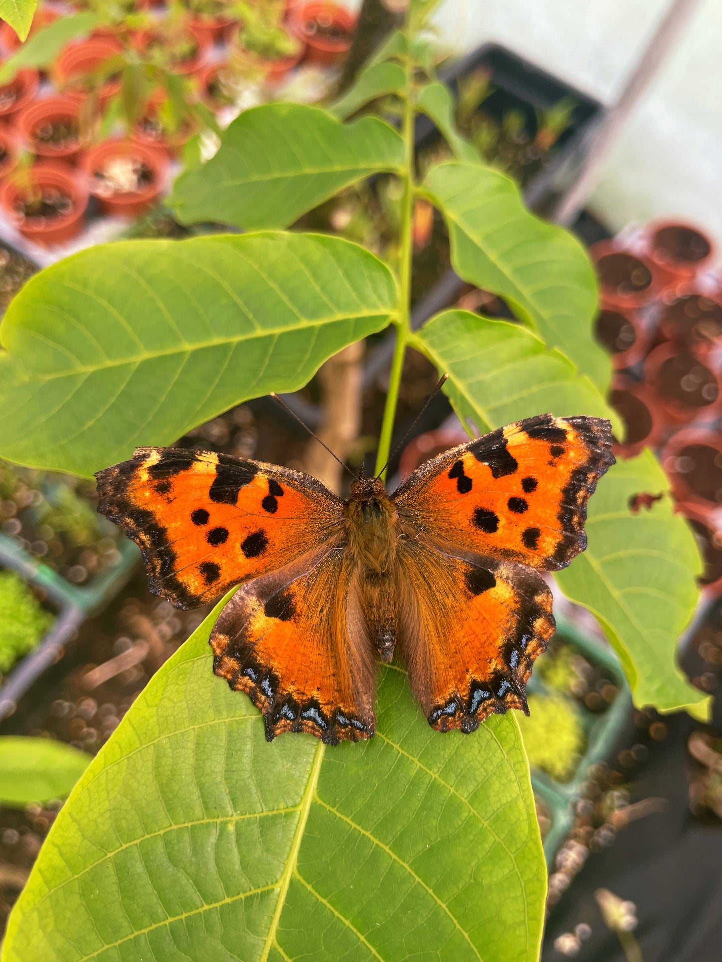 Large Tortoiseshell PUPAE (Nymphalis polychloros)