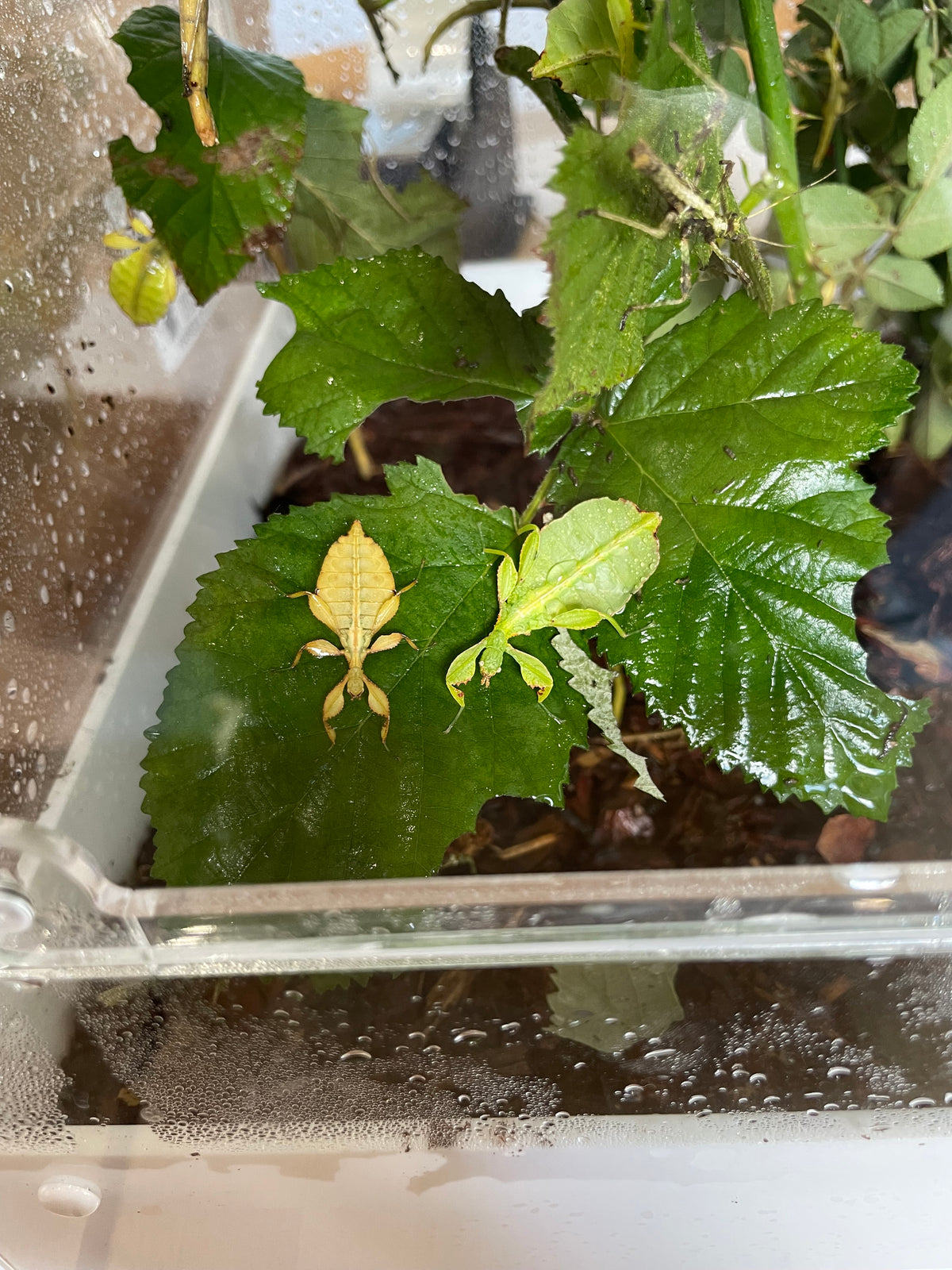 RARE Yellow Leaf Insect NYMPHS (Phyllium philippinicum)