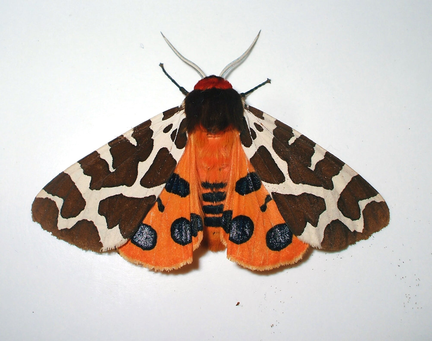 Garden Tiger Moth (Arctia caja) PUPAE