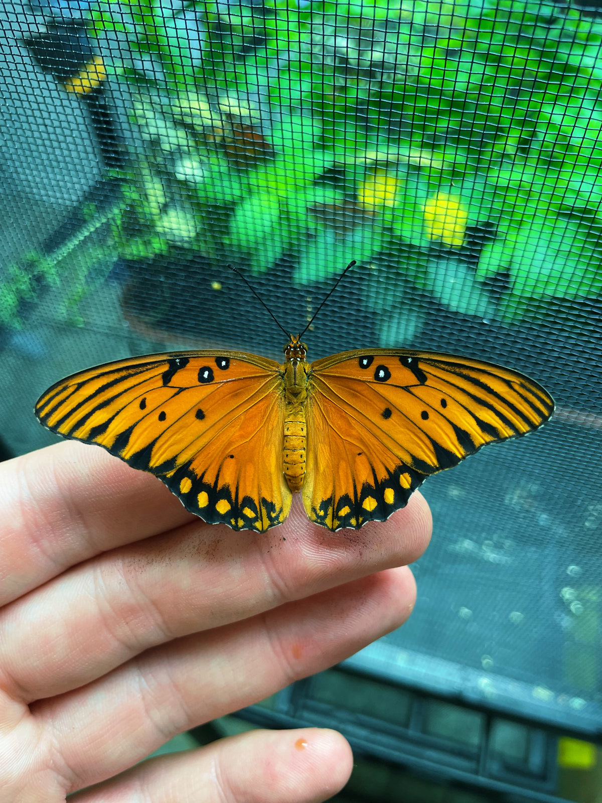 Gulf Fritillary PUPAE (Agraulis vanillae)