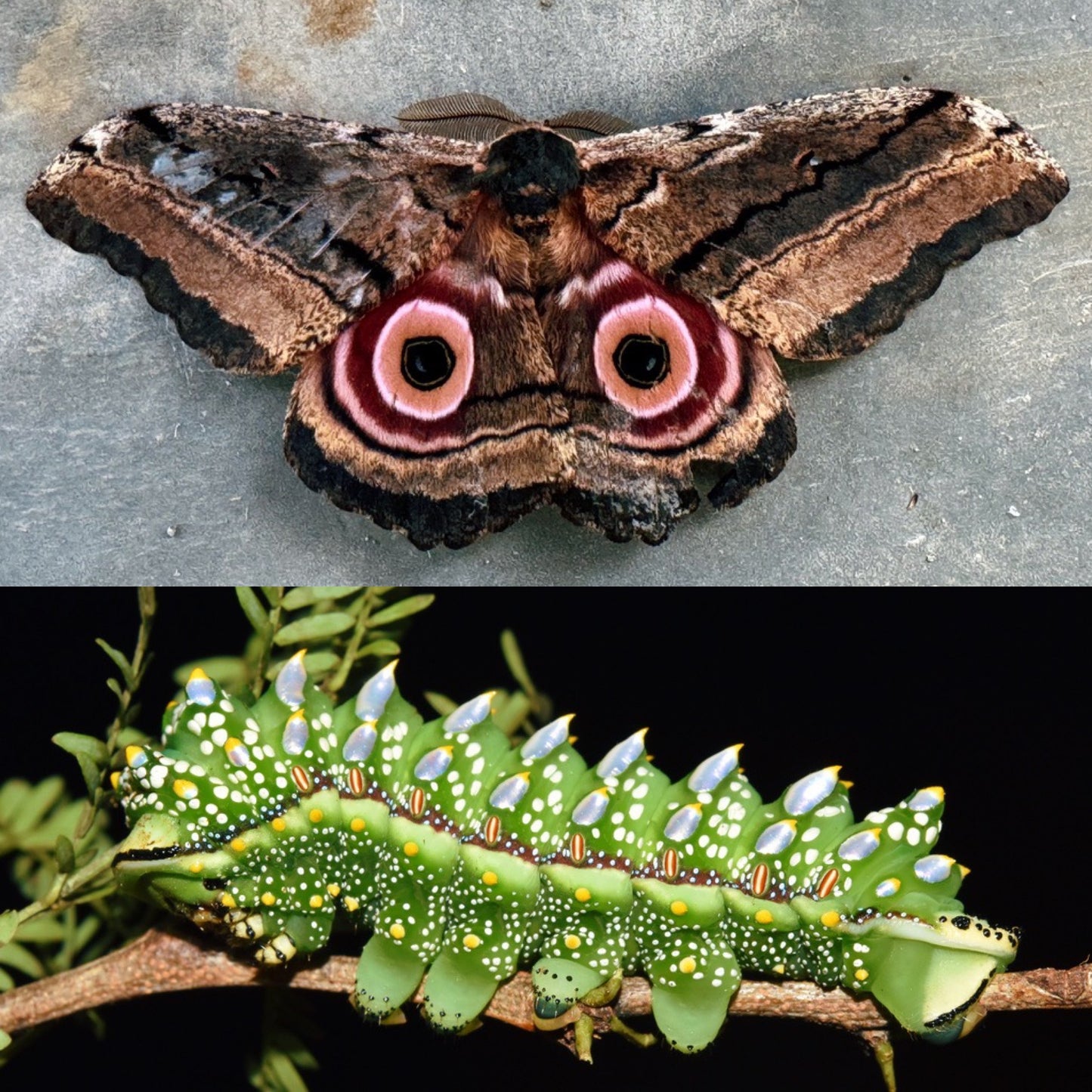 Speckled Emperor EGGS (Gynanisa maja)