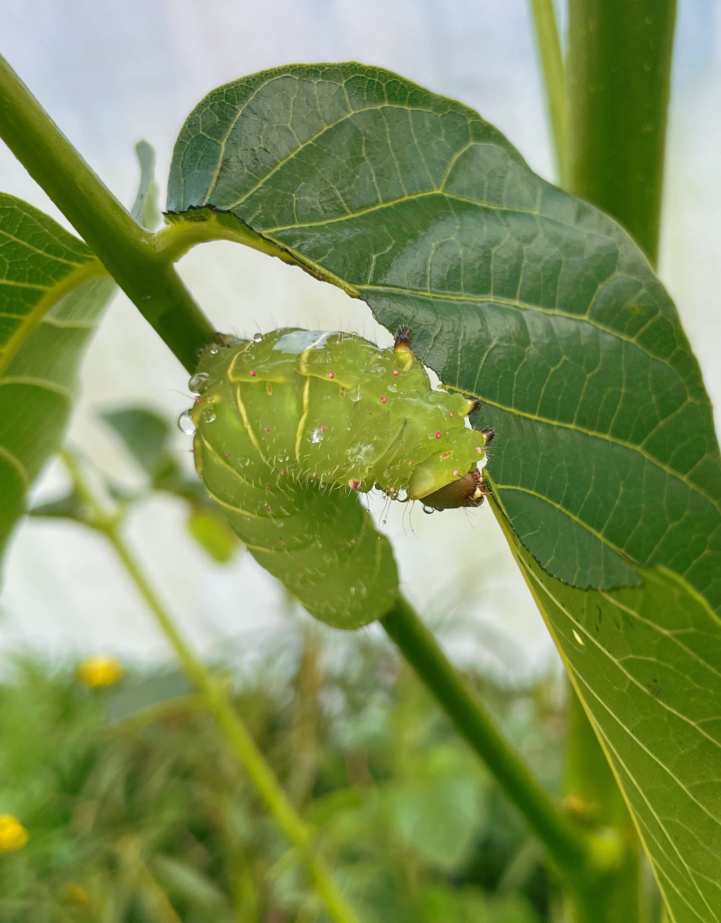 American Moon Moth (Actias luna) EGGS