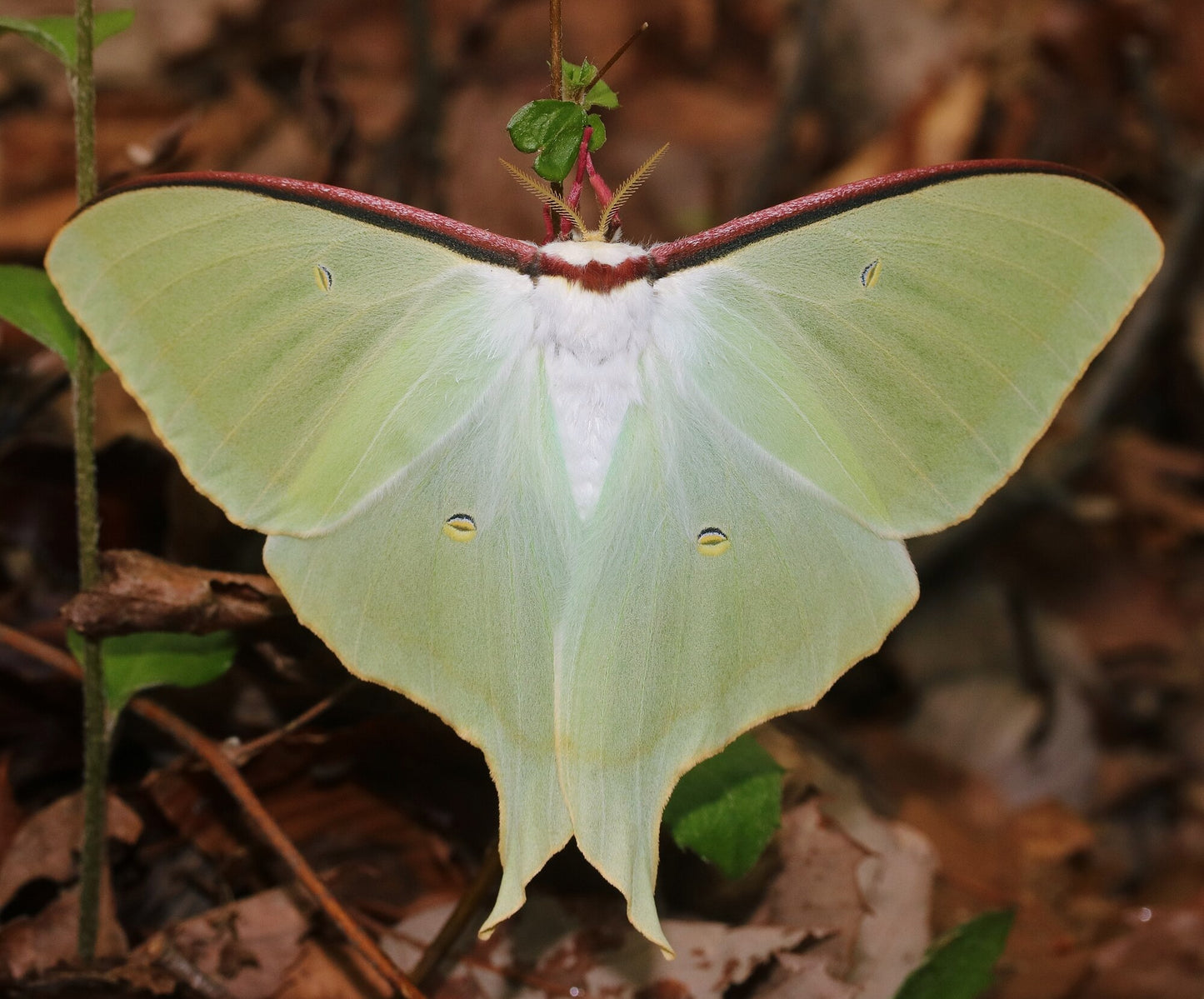 Japanese Moon Moth EGGS (Actias aliena)