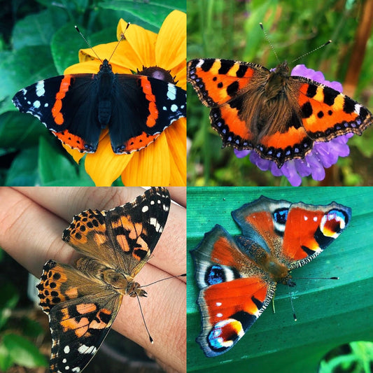 Assorted Native Butterfly PUPAE