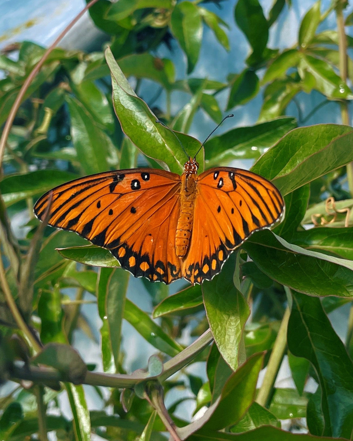 Gulf Fritillary PUPAE (Agraulis vanillae)