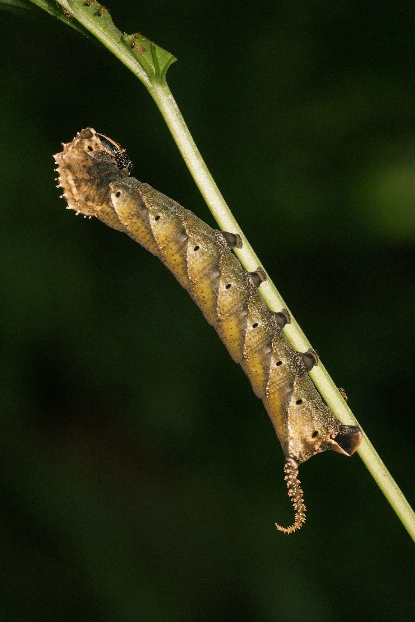 Eastern Death's Head Hawk-Moth EGGS (Acherontia styx)