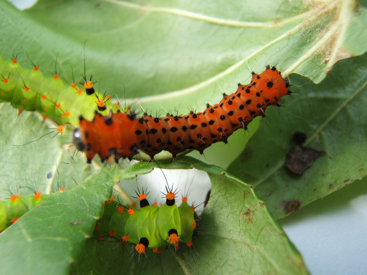 Indian Moon Moth EGGS (Actias selene)