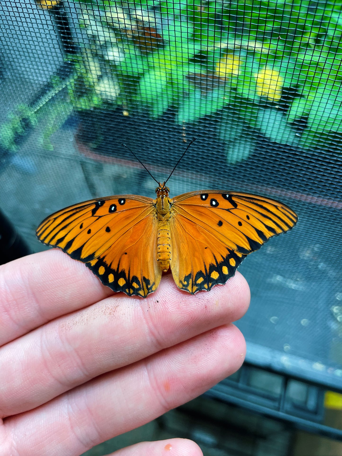 Gulf Fritillary PUPAE (Agraulis vanillae)