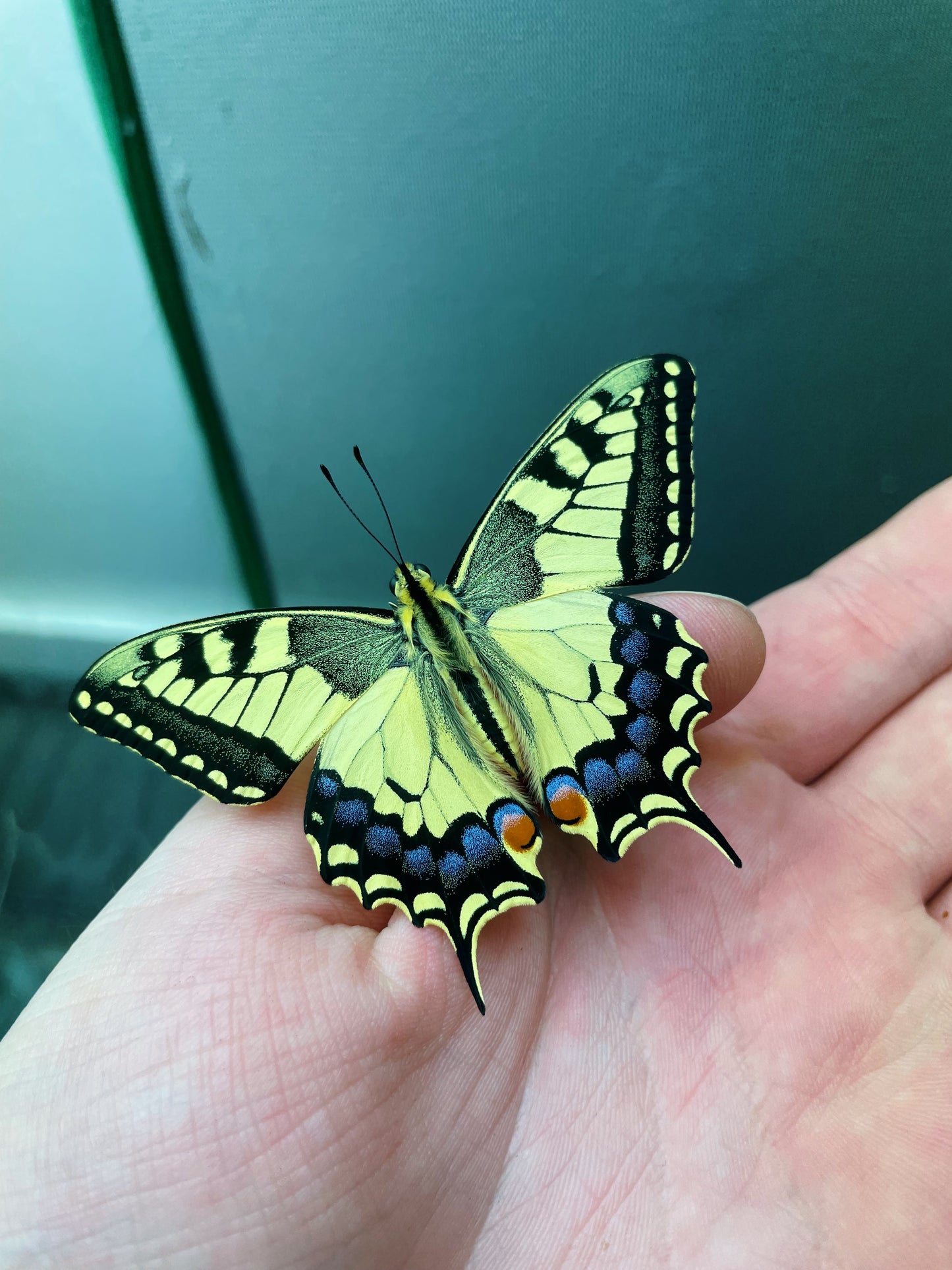 European Swallowtail EGGS (Papilio machaon)