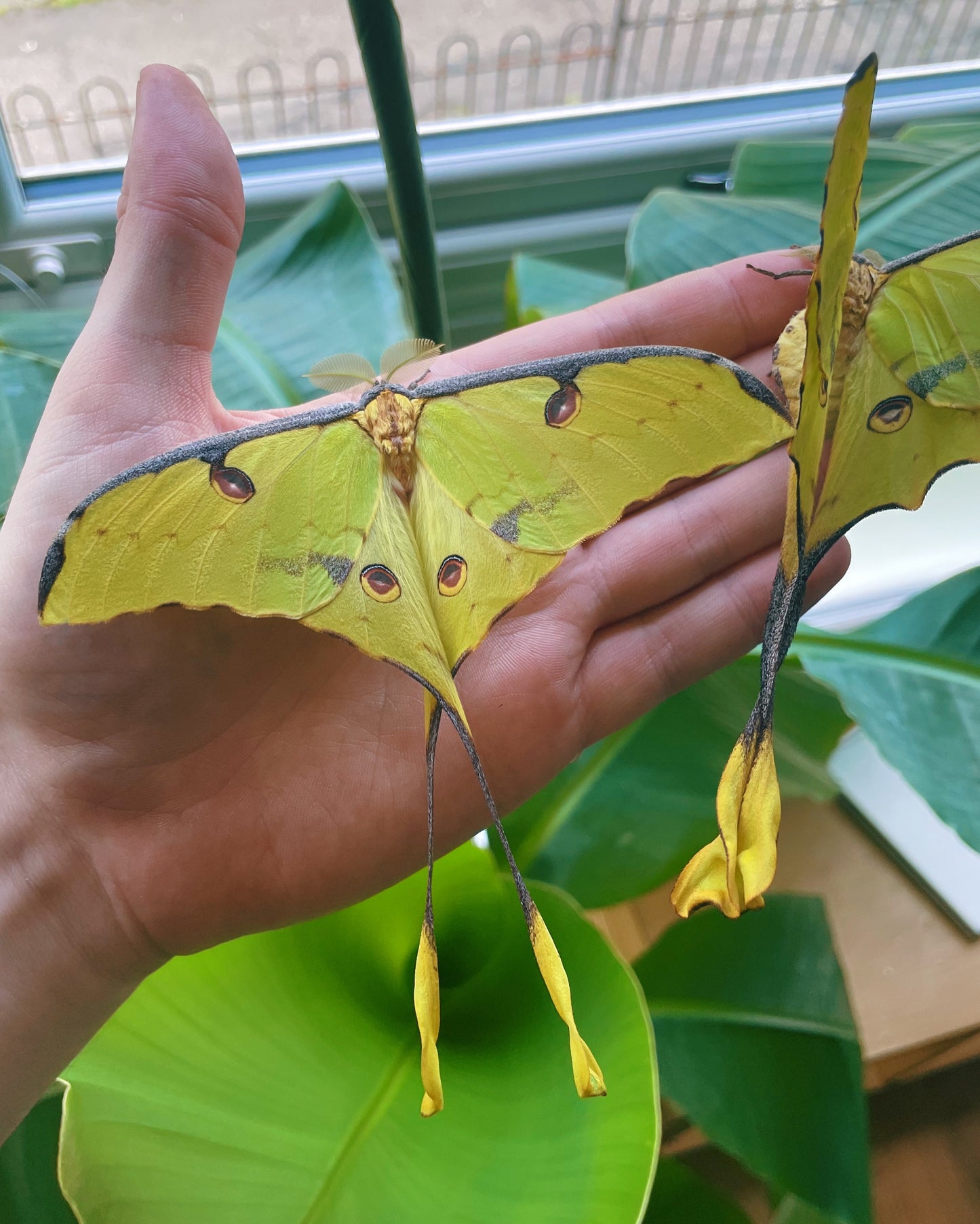 African Comet Moth EGGS (Argema mimosae)