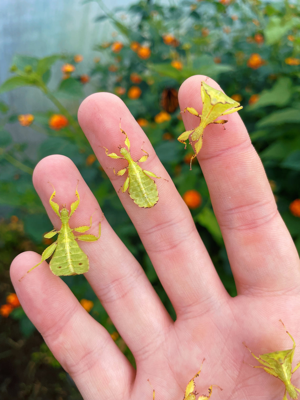 Autumn Leaf Insect NYMPHS (Phyllium tobeloense)