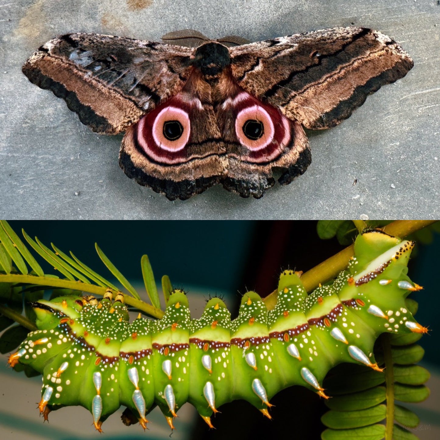 Speckled Emperor EGGS (Gynanisa maja)